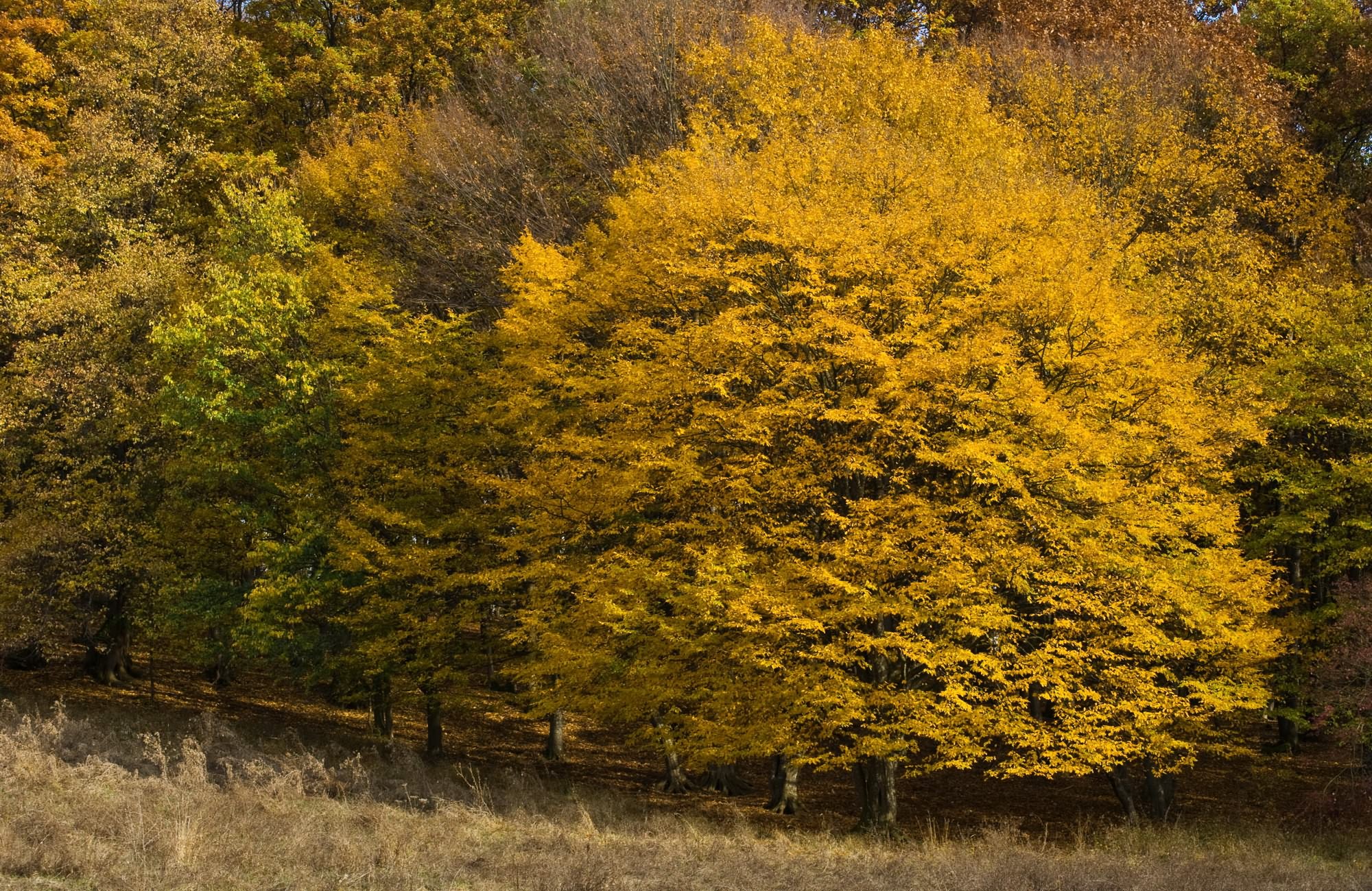 Téléchargez des papiers peints mobile Automne, Terre/nature gratuitement.