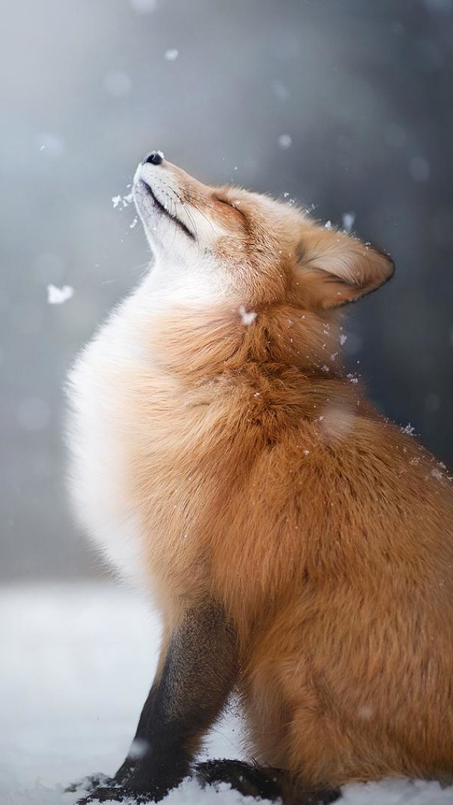 無料モバイル壁紙動物, 雪, 狐, 降雪をダウンロードします。