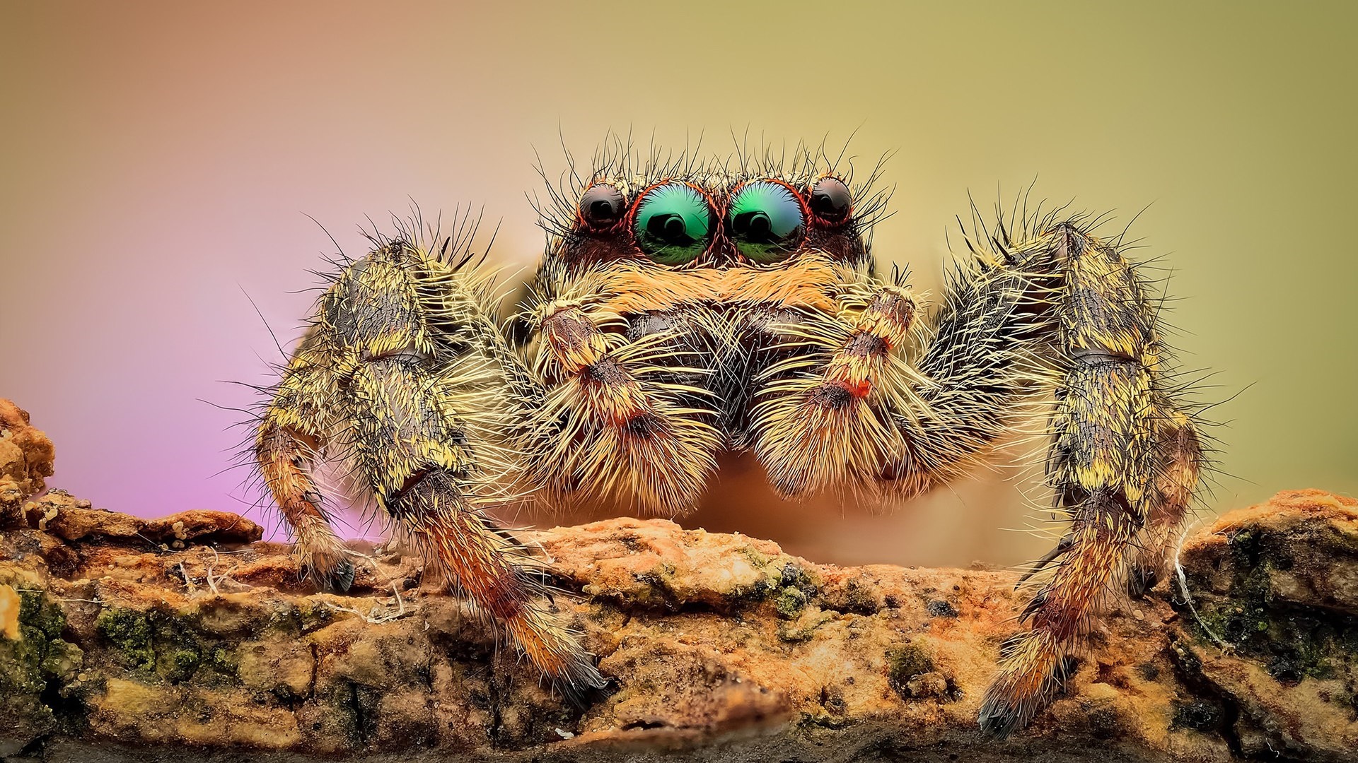 Free download wallpaper Spiders, Animal, Spider, Eye on your PC desktop