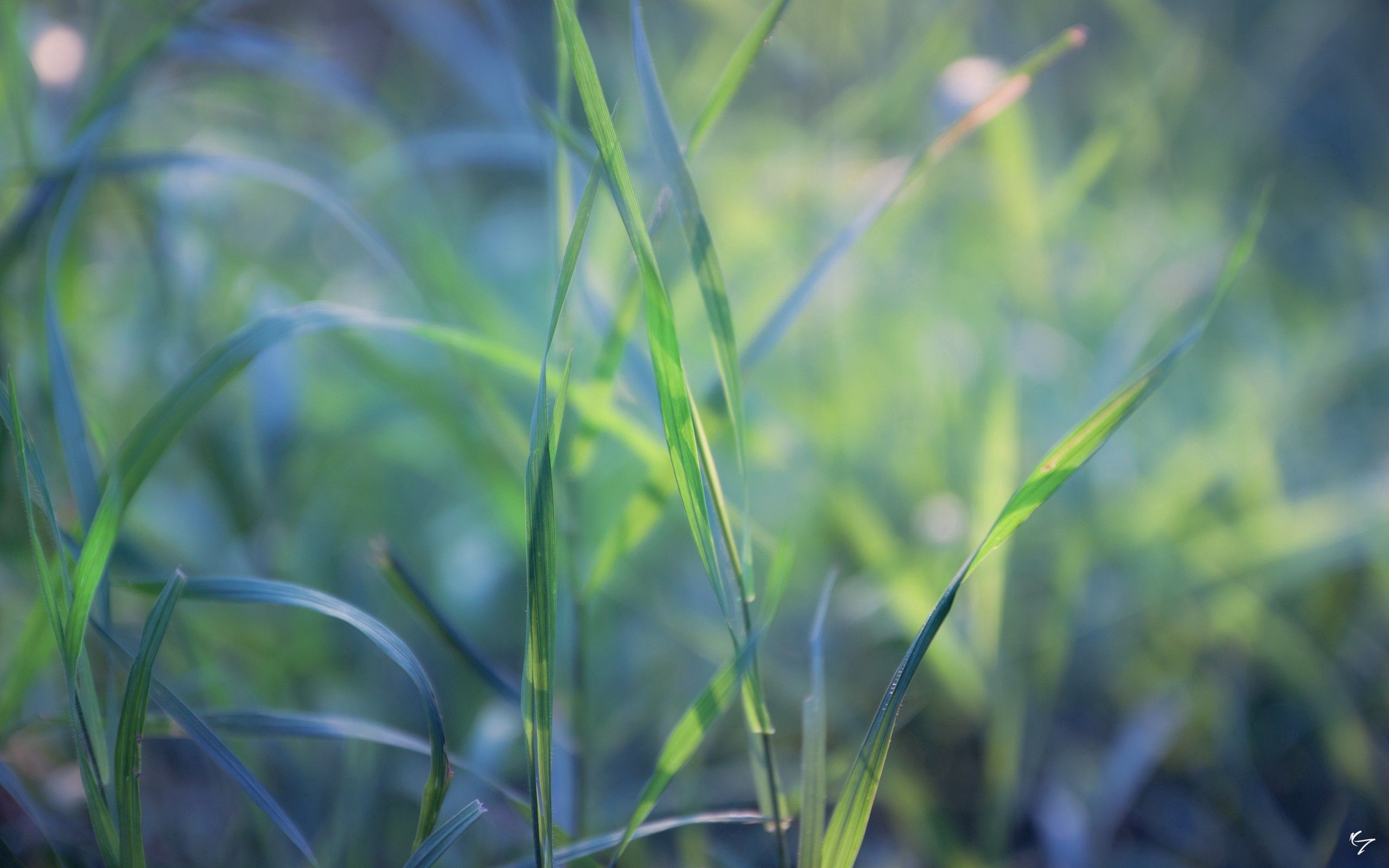 Download mobile wallpaper Grass, Plant, Leaves, Macro for free.
