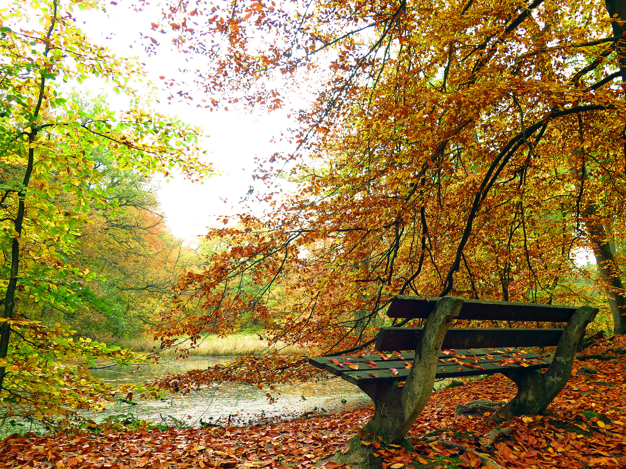 PCデスクトップに秋, 葉, 公園, ベンチ, 池, 写真撮影画像を無料でダウンロード