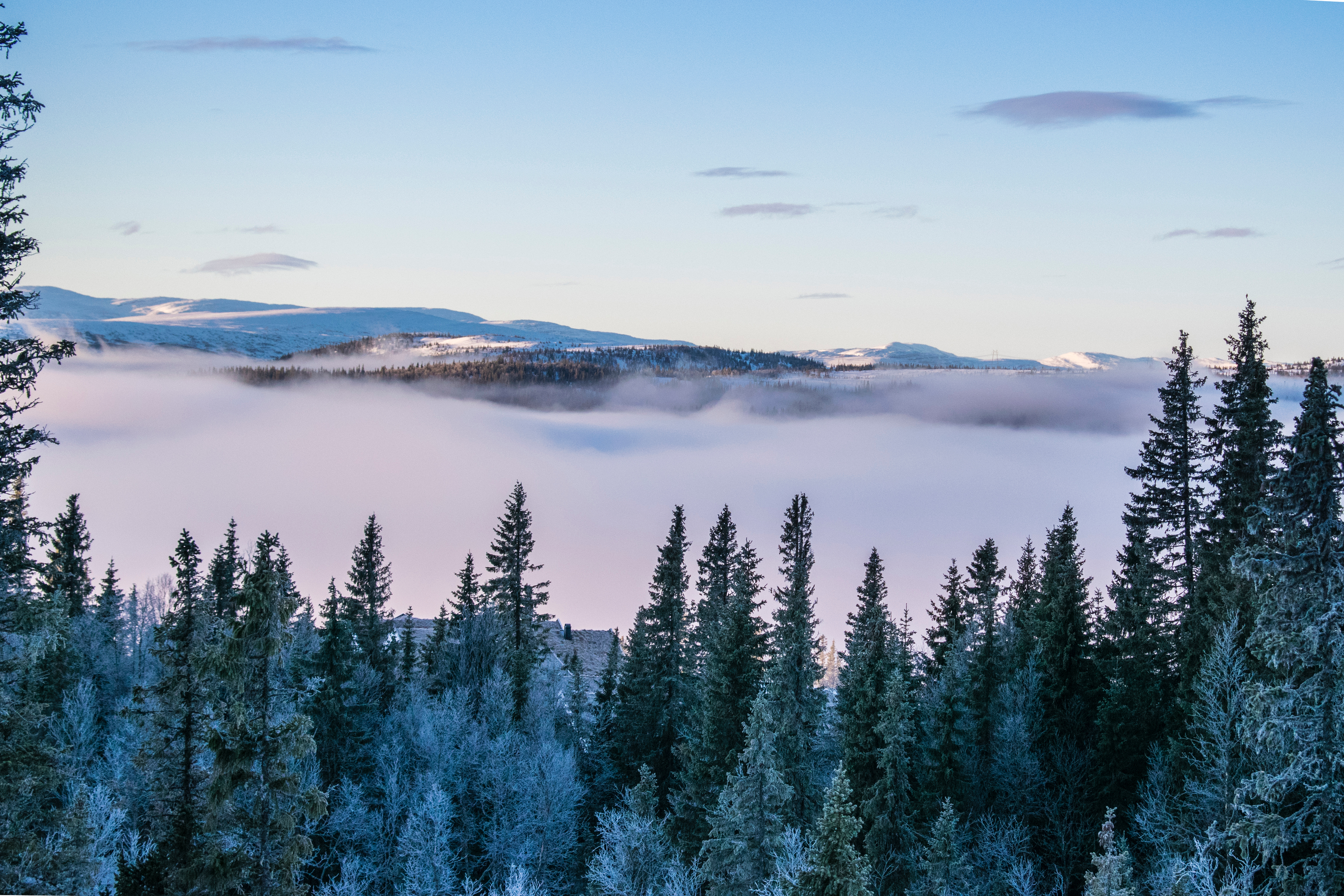 PCデスクトップに冬, 自然, 木, 雪画像を無料でダウンロード