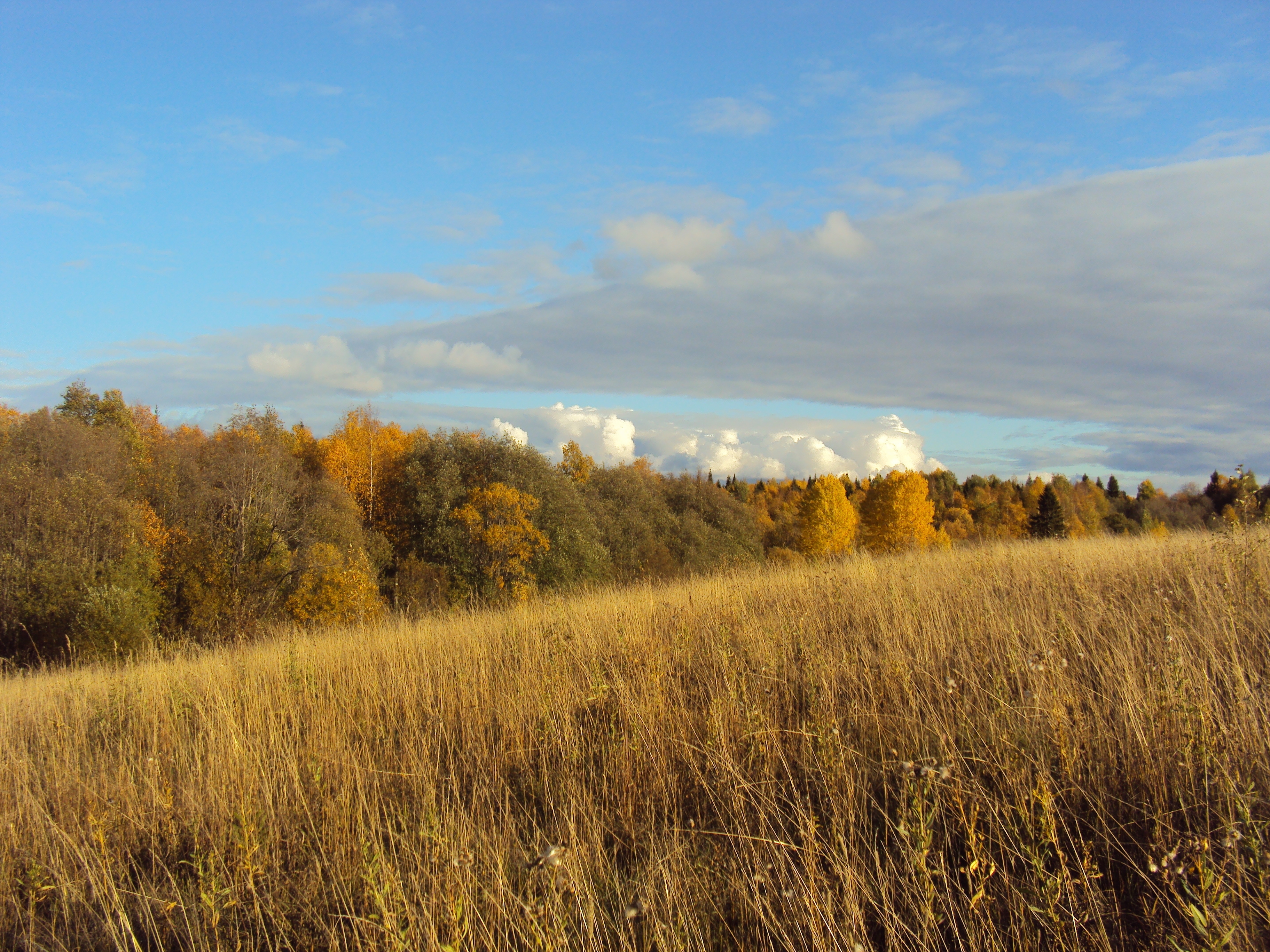 96760 завантажити картинку осінь, природа, трава, поле, пожухла, це лишивий, поляна, луг - шпалери і заставки безкоштовно