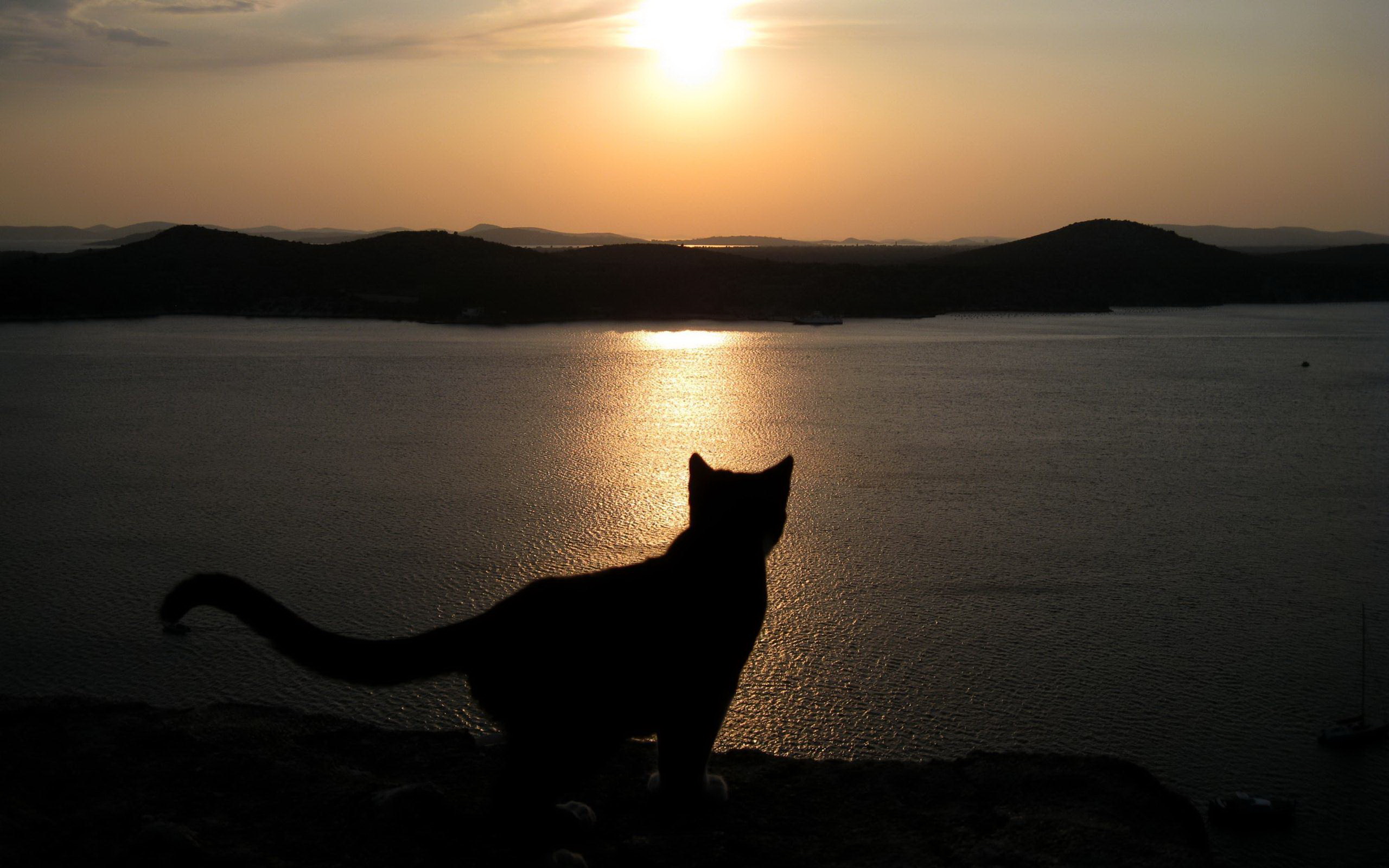 Baixe gratuitamente a imagem Gato, Gatos, Animais na área de trabalho do seu PC