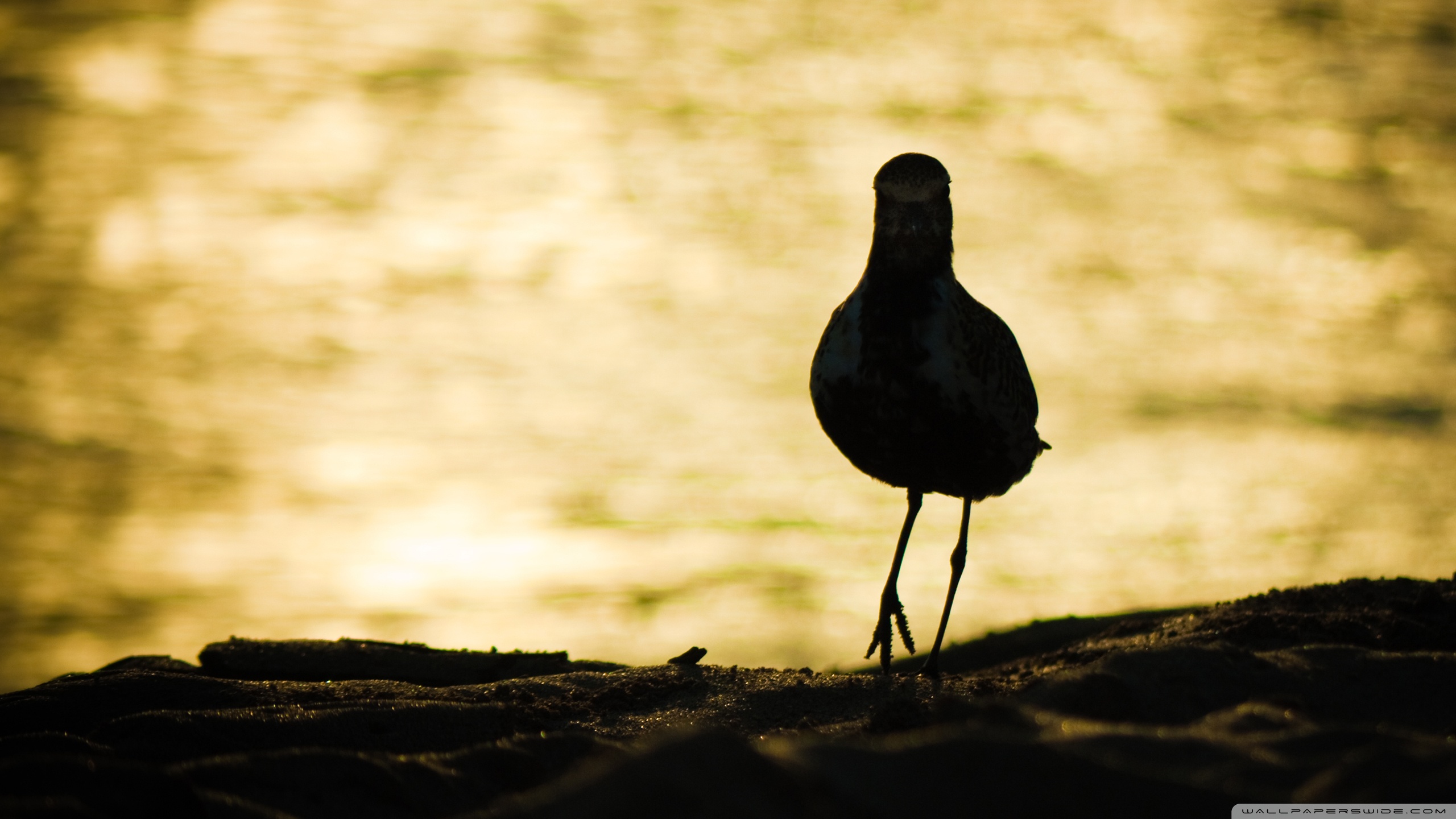 Baixar papel de parede para celular de Pássaro, Aves, Animais gratuito.