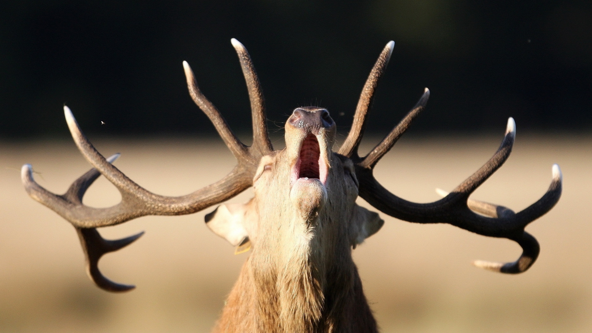 Free download wallpaper Animal, Deer on your PC desktop