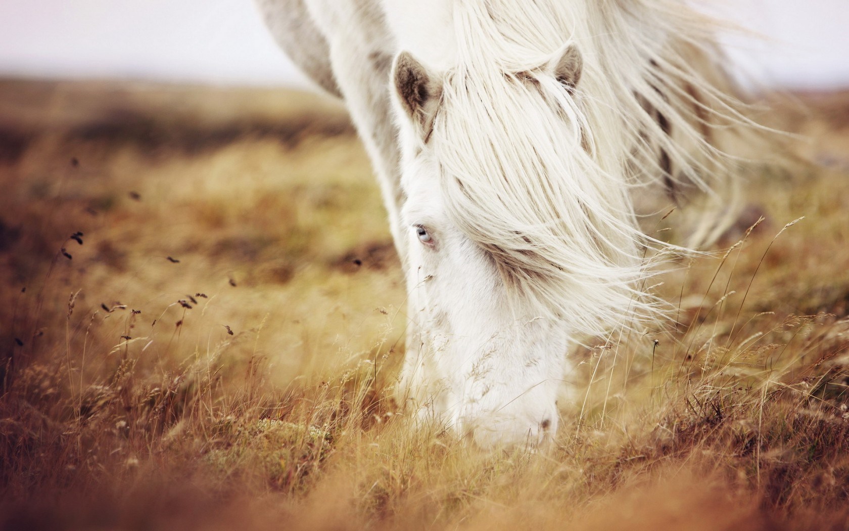 Handy-Wallpaper Tiere, Hauspferd kostenlos herunterladen.