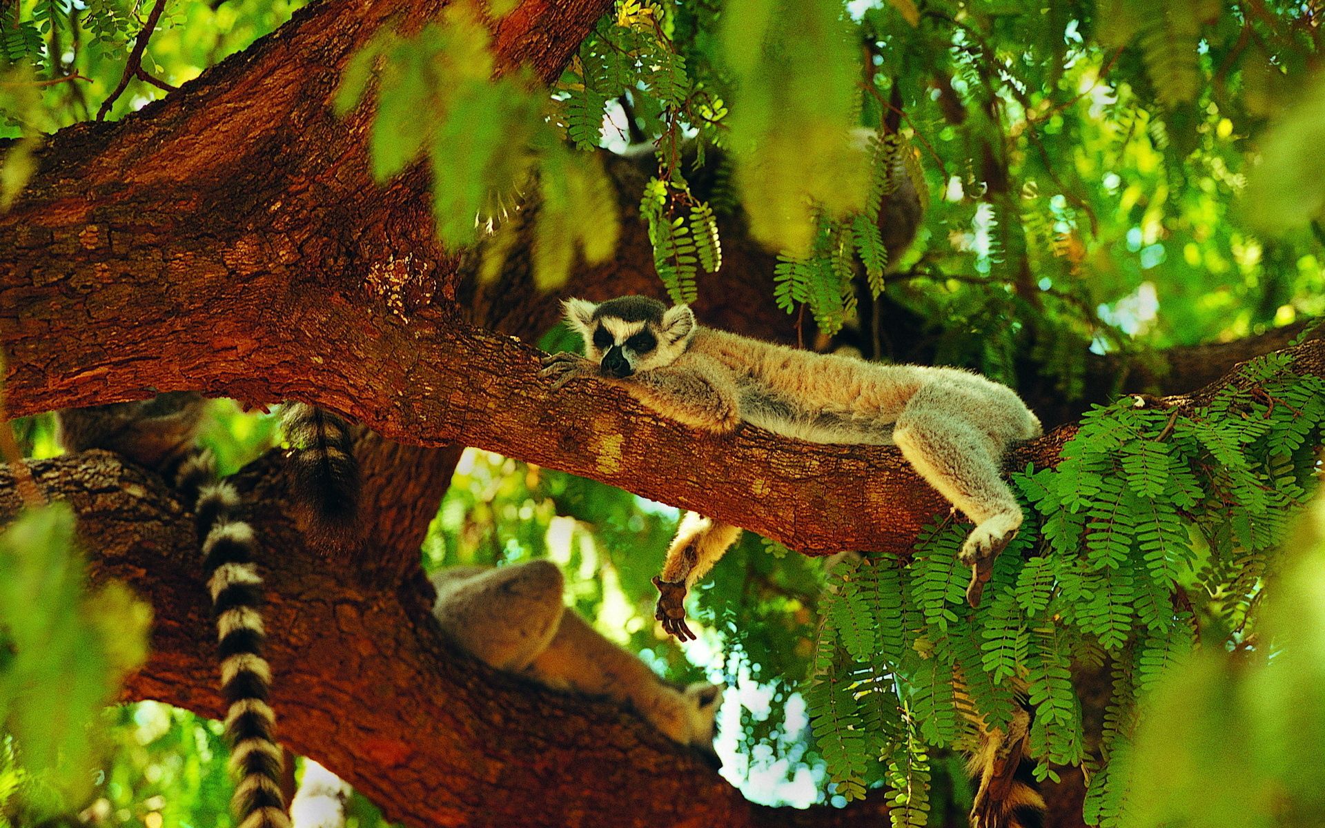 animals, wood, tree, lemur, asleep, sleeps
