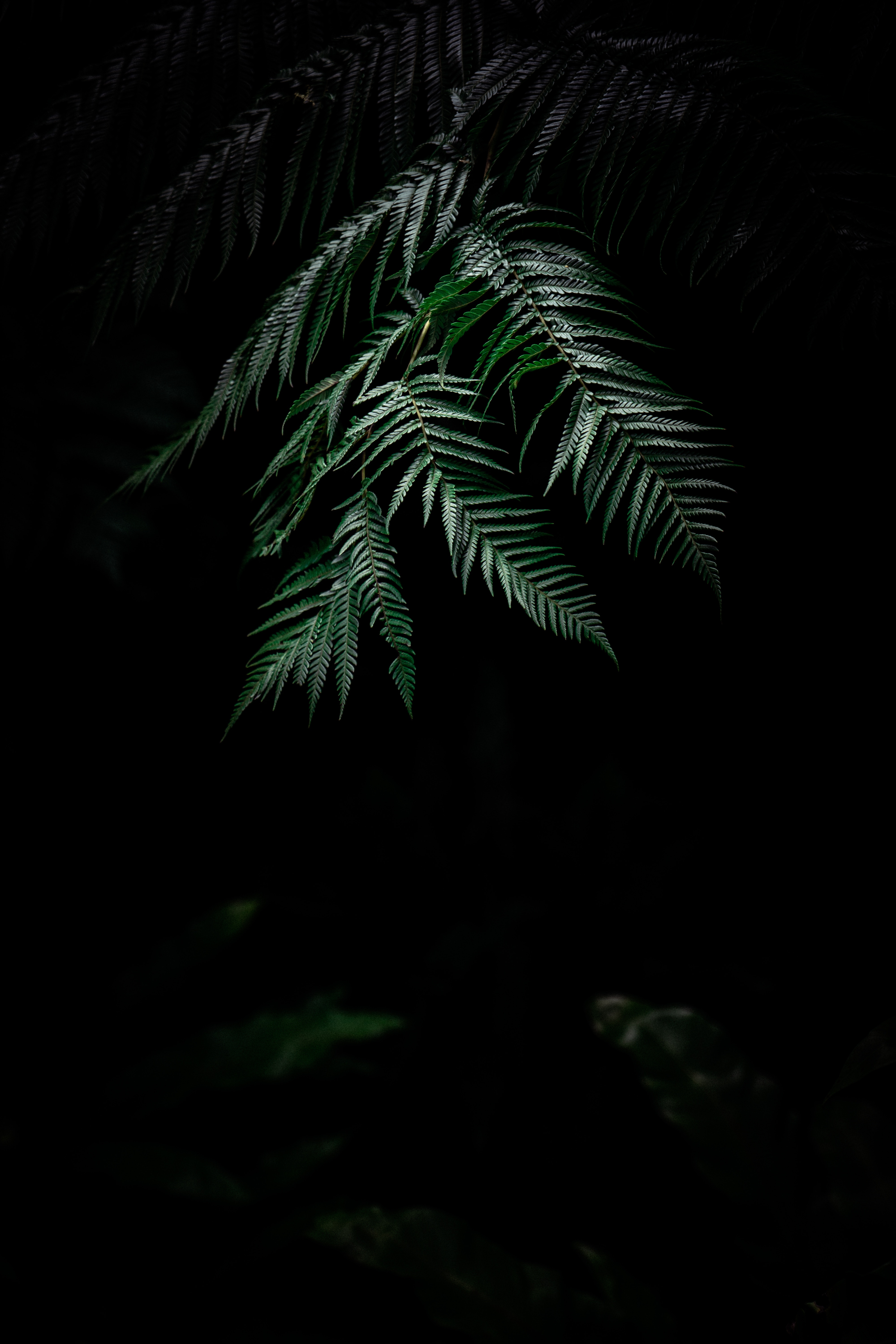 plant, nature, carved, dark, leaves, fern 5K