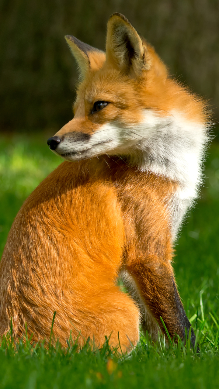 Download mobile wallpaper Grass, Fox, Animal for free.