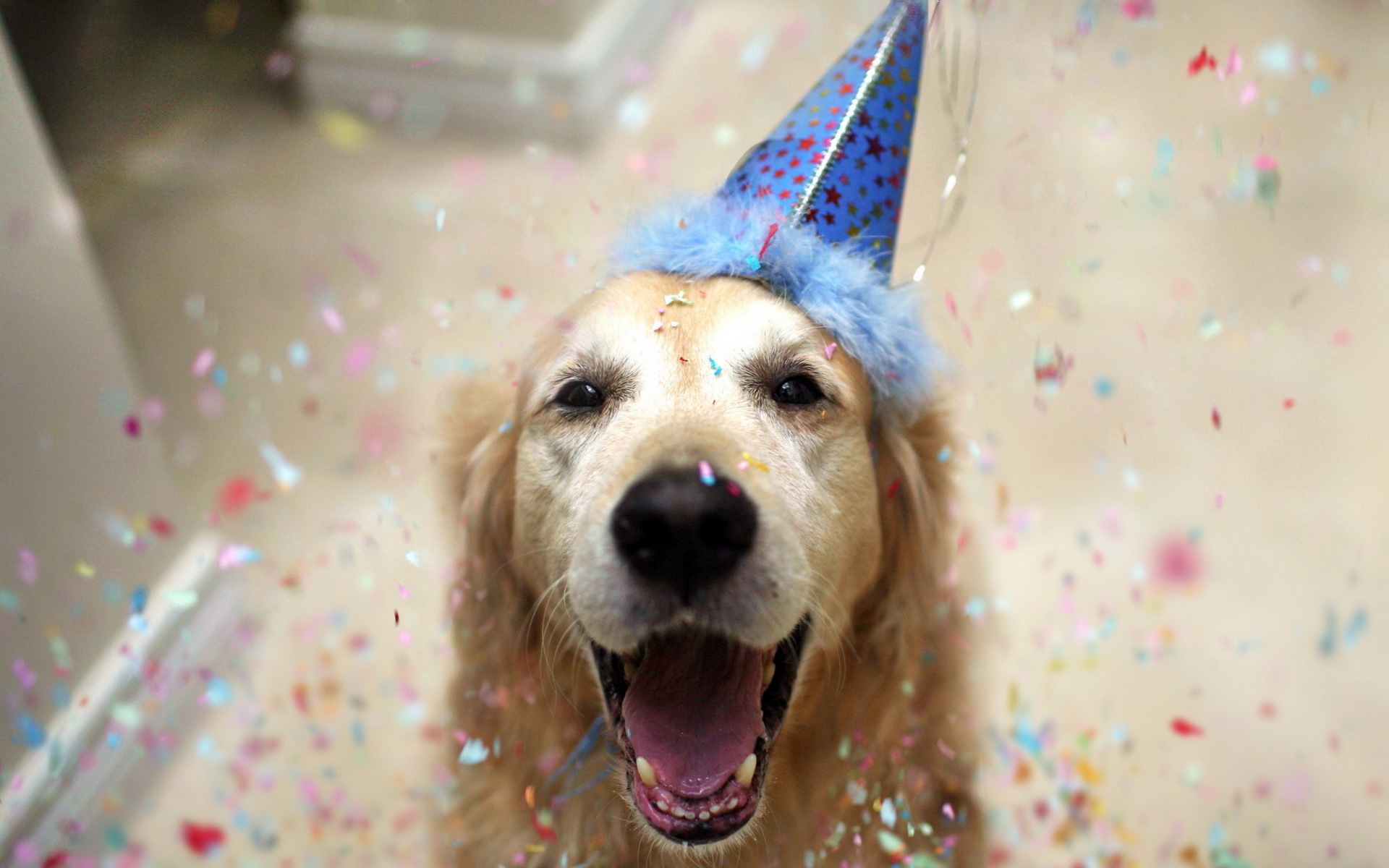 552197 скачать картинку день рождения, праздничные, милые, собака - обои и заставки бесплатно