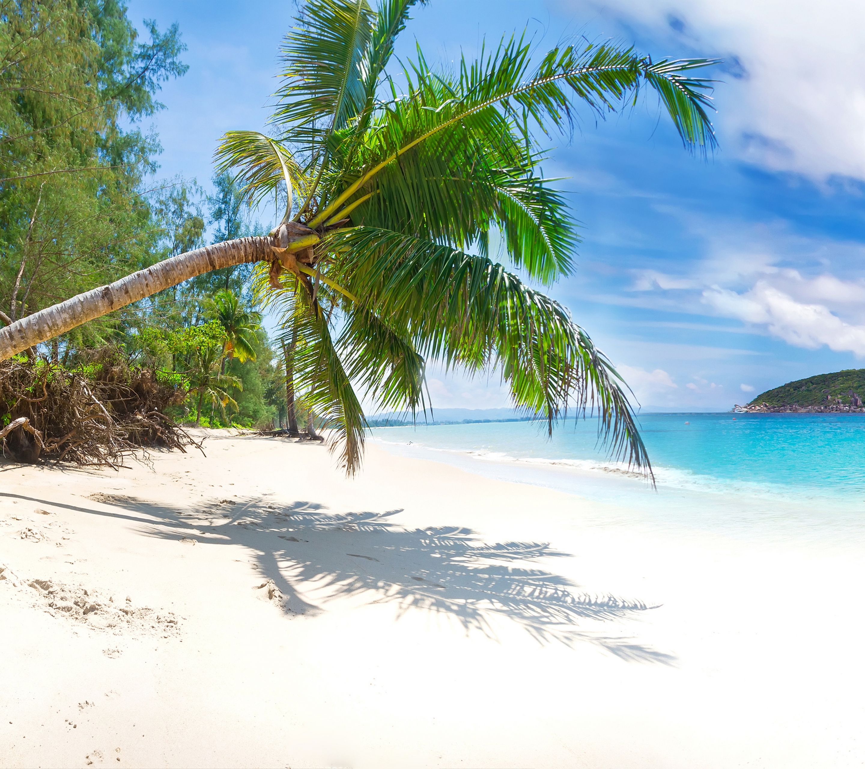 Laden Sie das Strand, Sand, Ufer, Palme, Tropisch, Meer, Erde/natur-Bild kostenlos auf Ihren PC-Desktop herunter