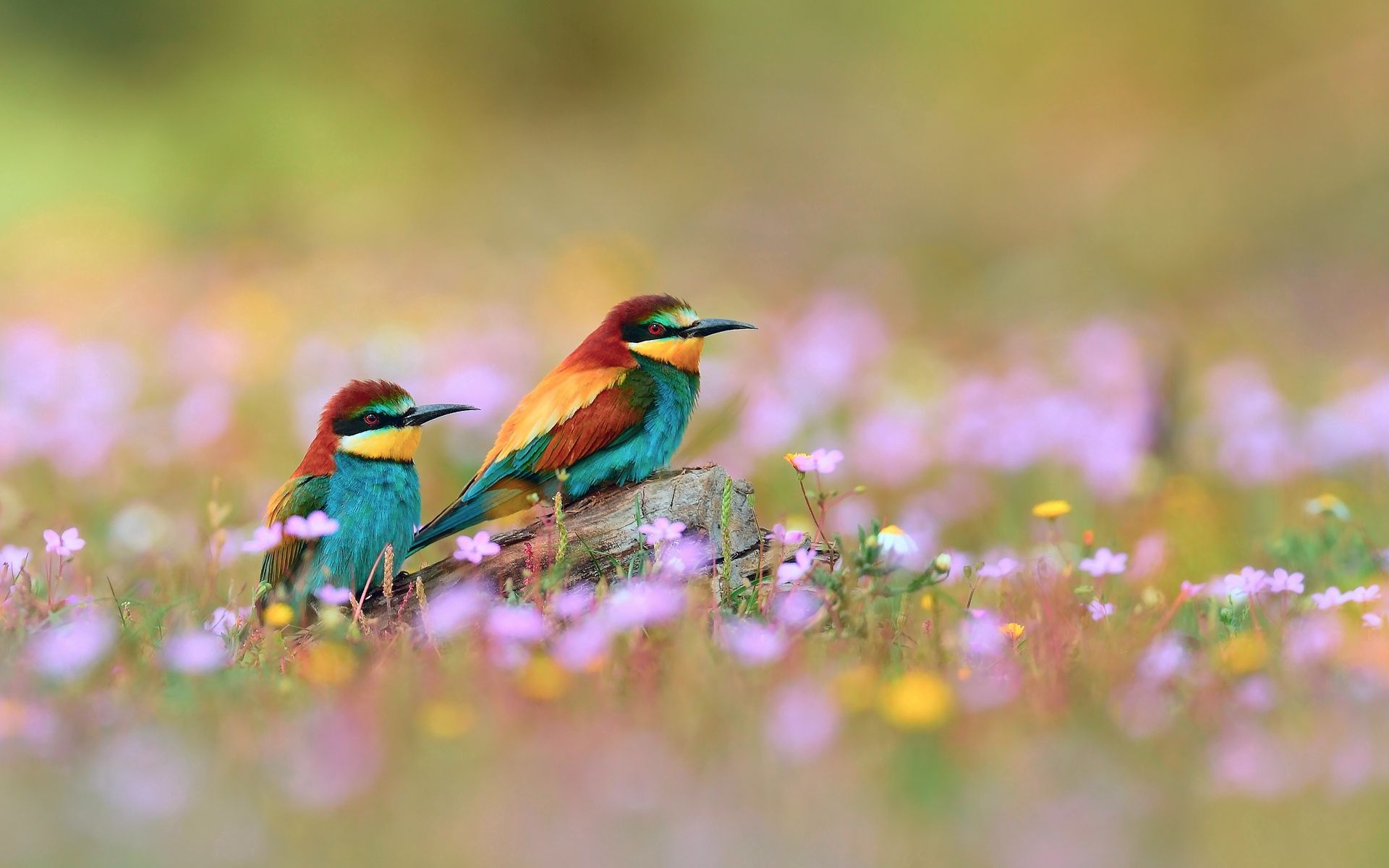 birds, animals, flowers, grass, blur, smooth, field HD wallpaper