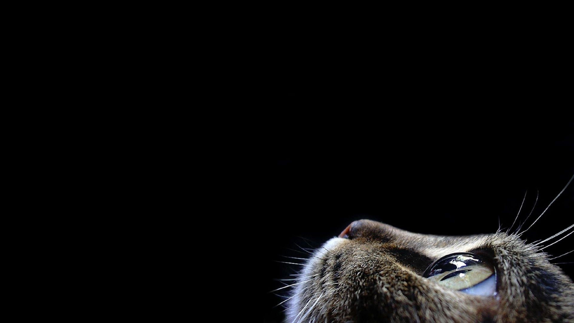 Full HD Wallpaper cat, dark, animals, muzzle, eye