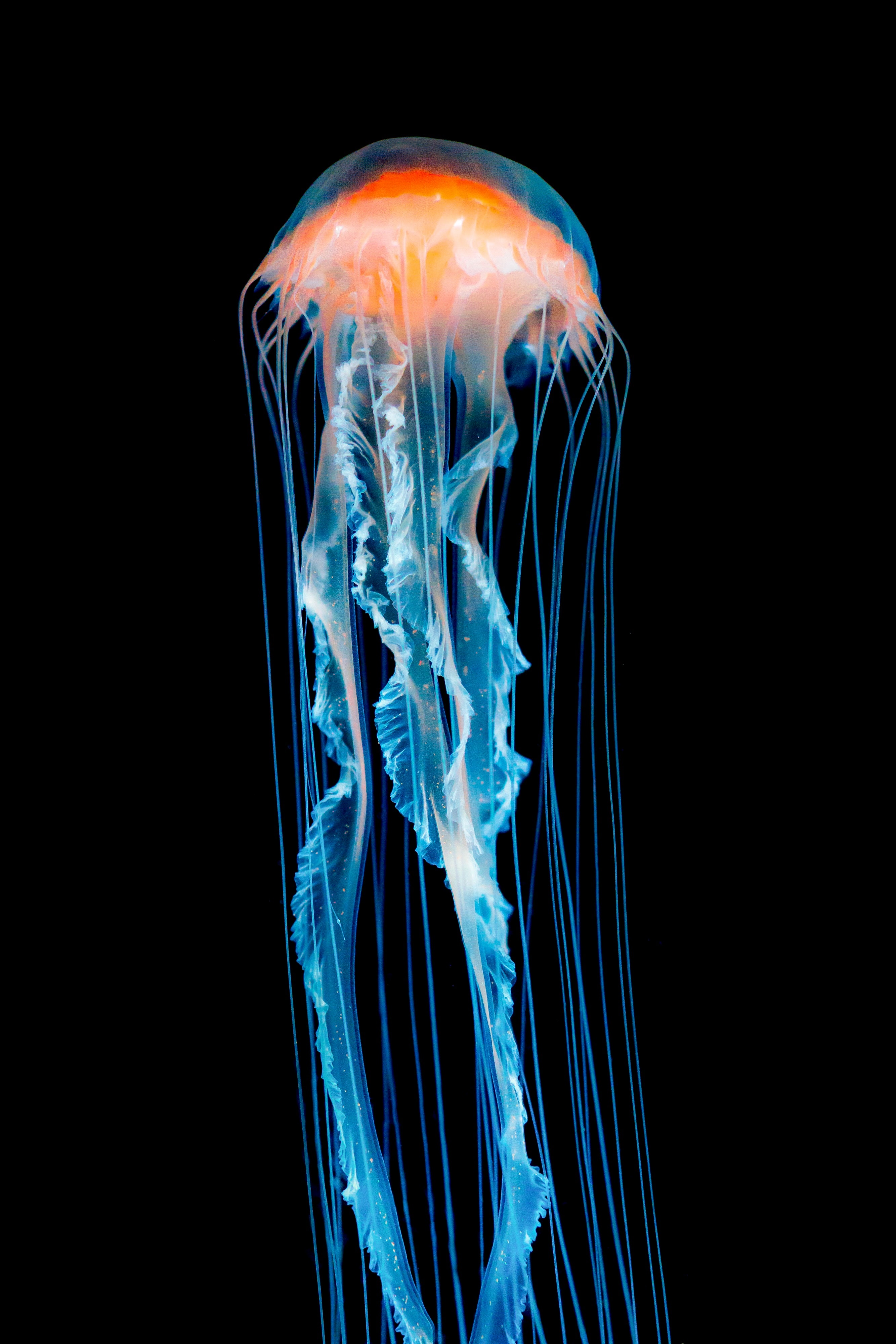 jellyfish, tentacle, black, animals