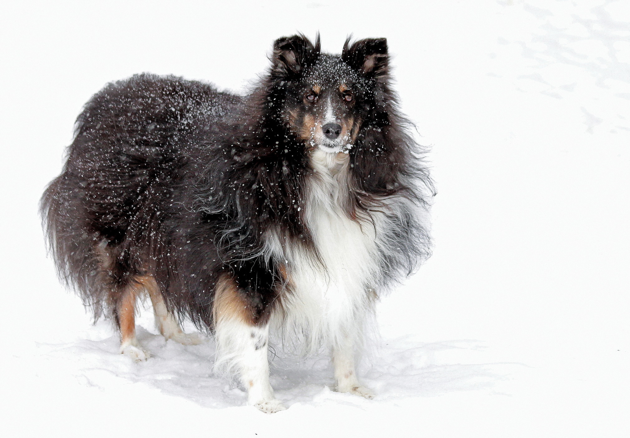 animals, snow, fluffy, dog, collie