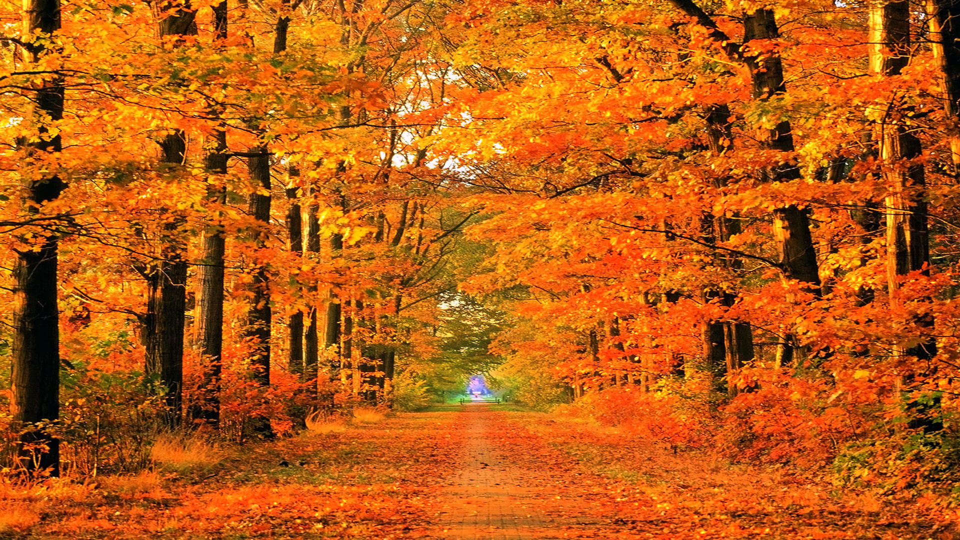 Скачать картинку Осень, Дорожка, Сделано Человеком, Оранжевый Цвет) в телефон бесплатно.