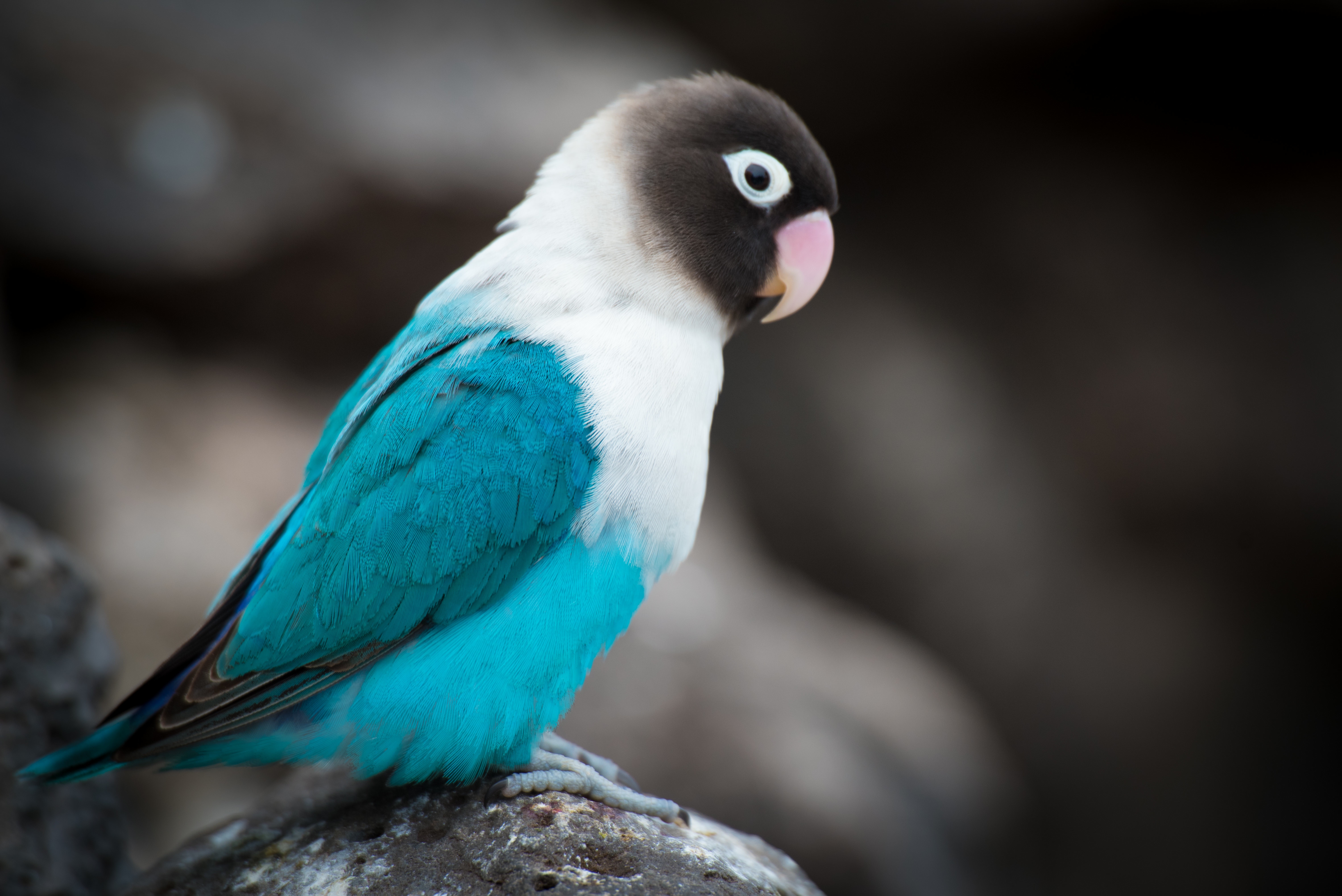 Free download wallpaper Color, Animals, Bird, Parrots on your PC desktop