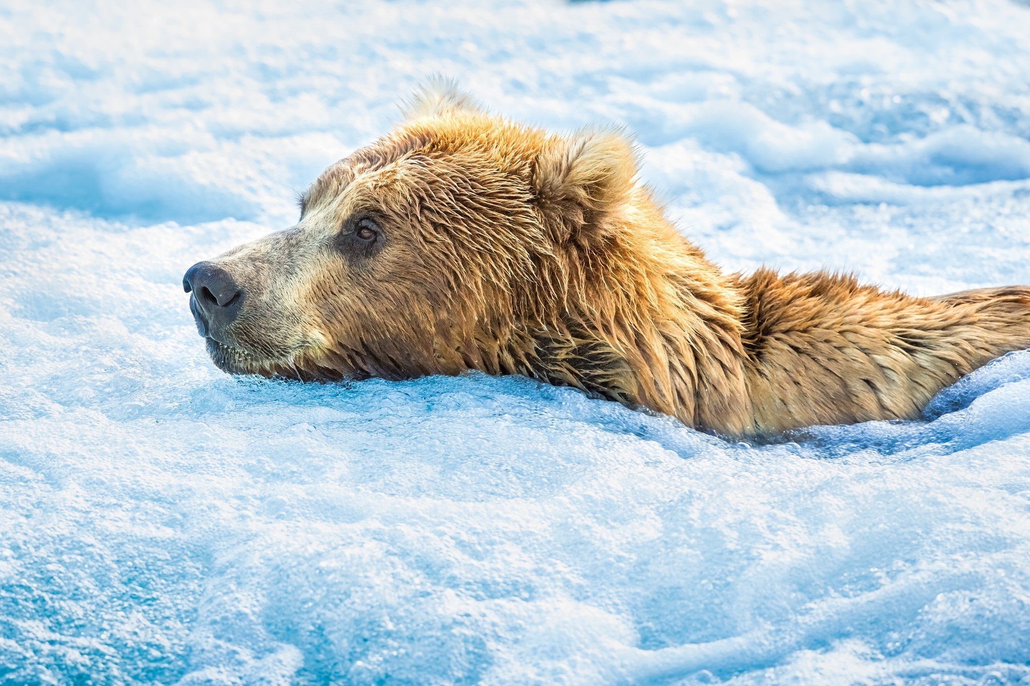 Free download wallpaper Water, Bears, Bear, Animal, Foam on your PC desktop