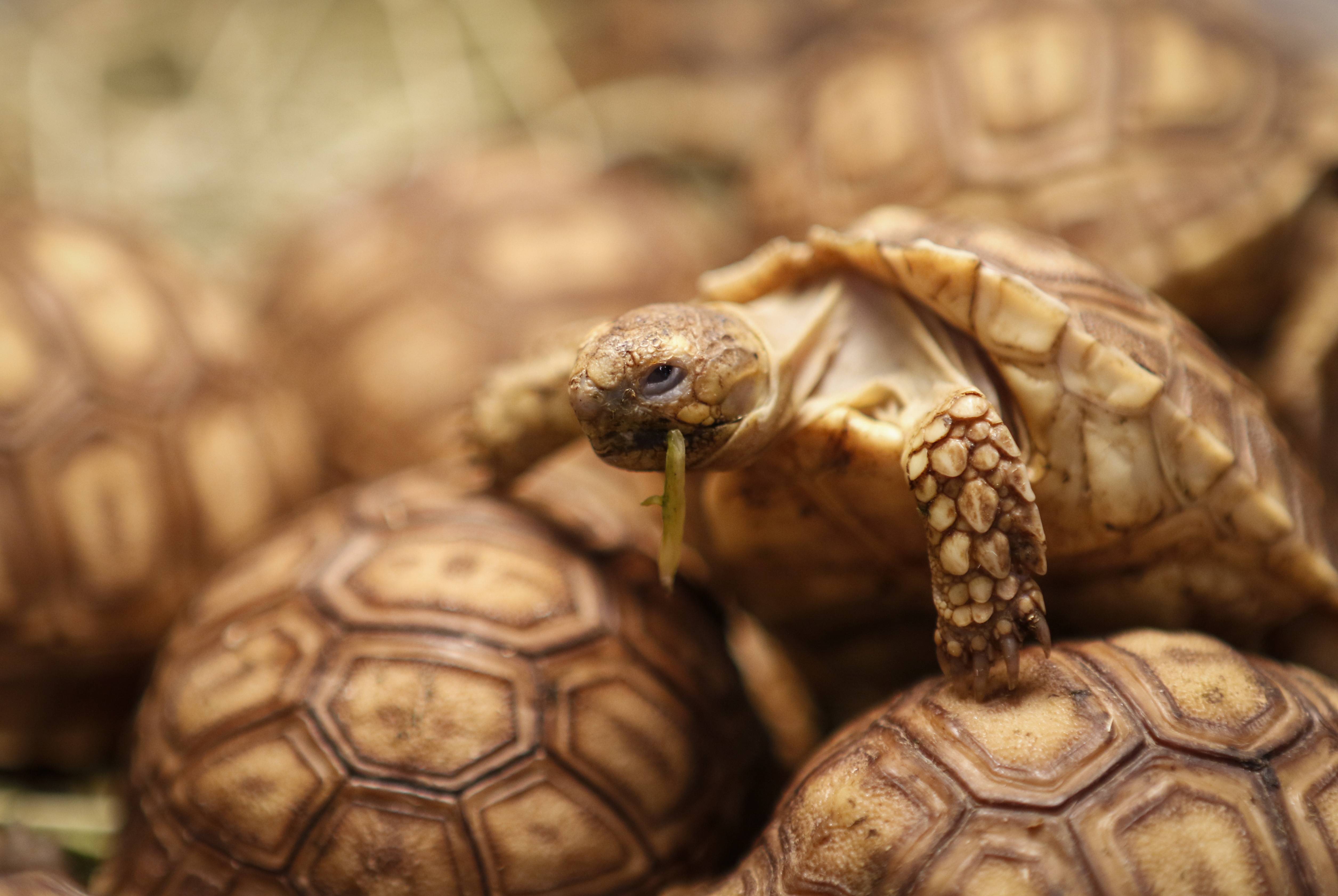 Handy-Wallpaper Landschildkröten, Schildkröten, Tiere kostenlos herunterladen.