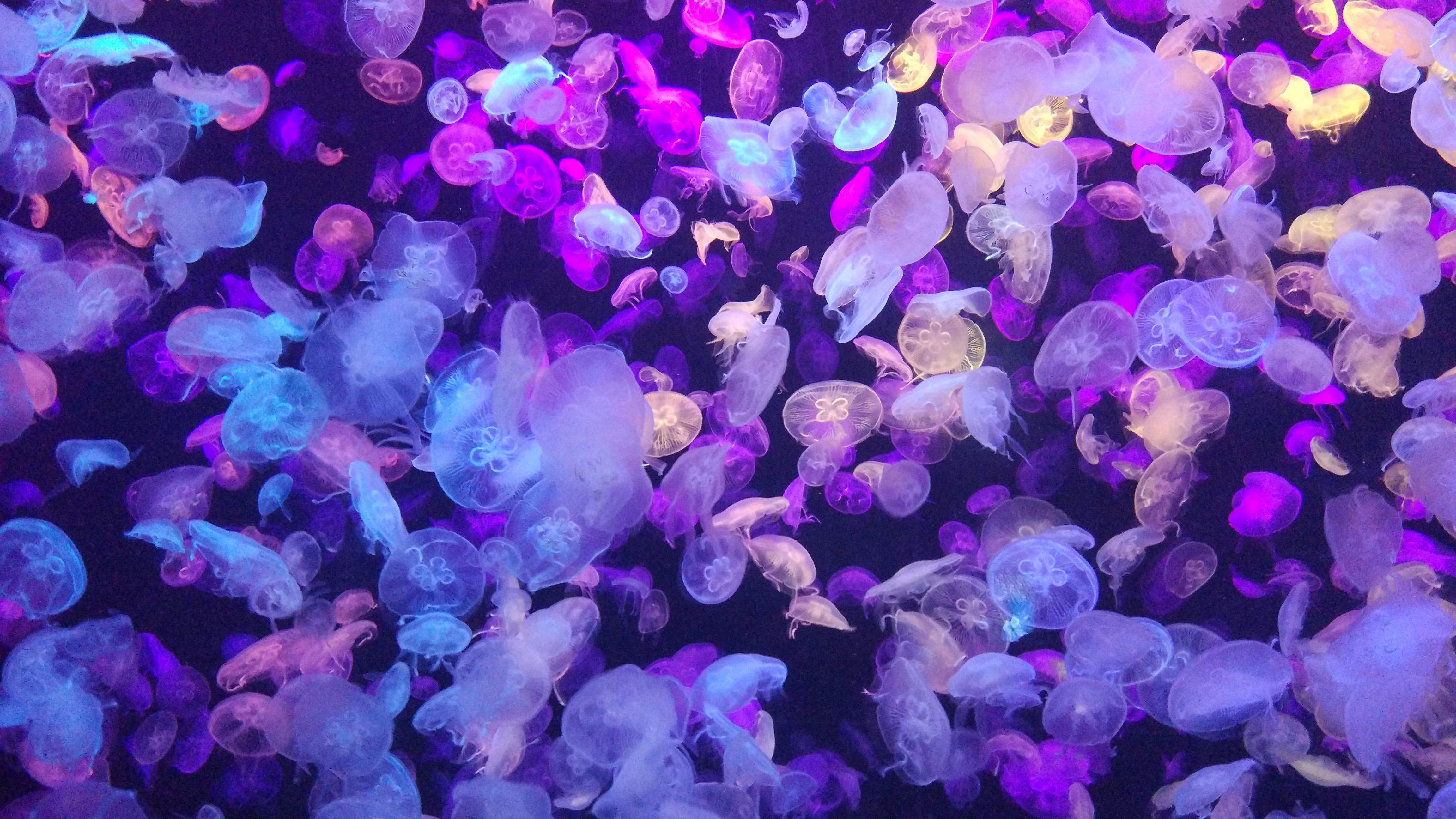 52635 скачать картинку неон, медузы, подводный мир, свечение, животные, фосфор - обои и заставки бесплатно