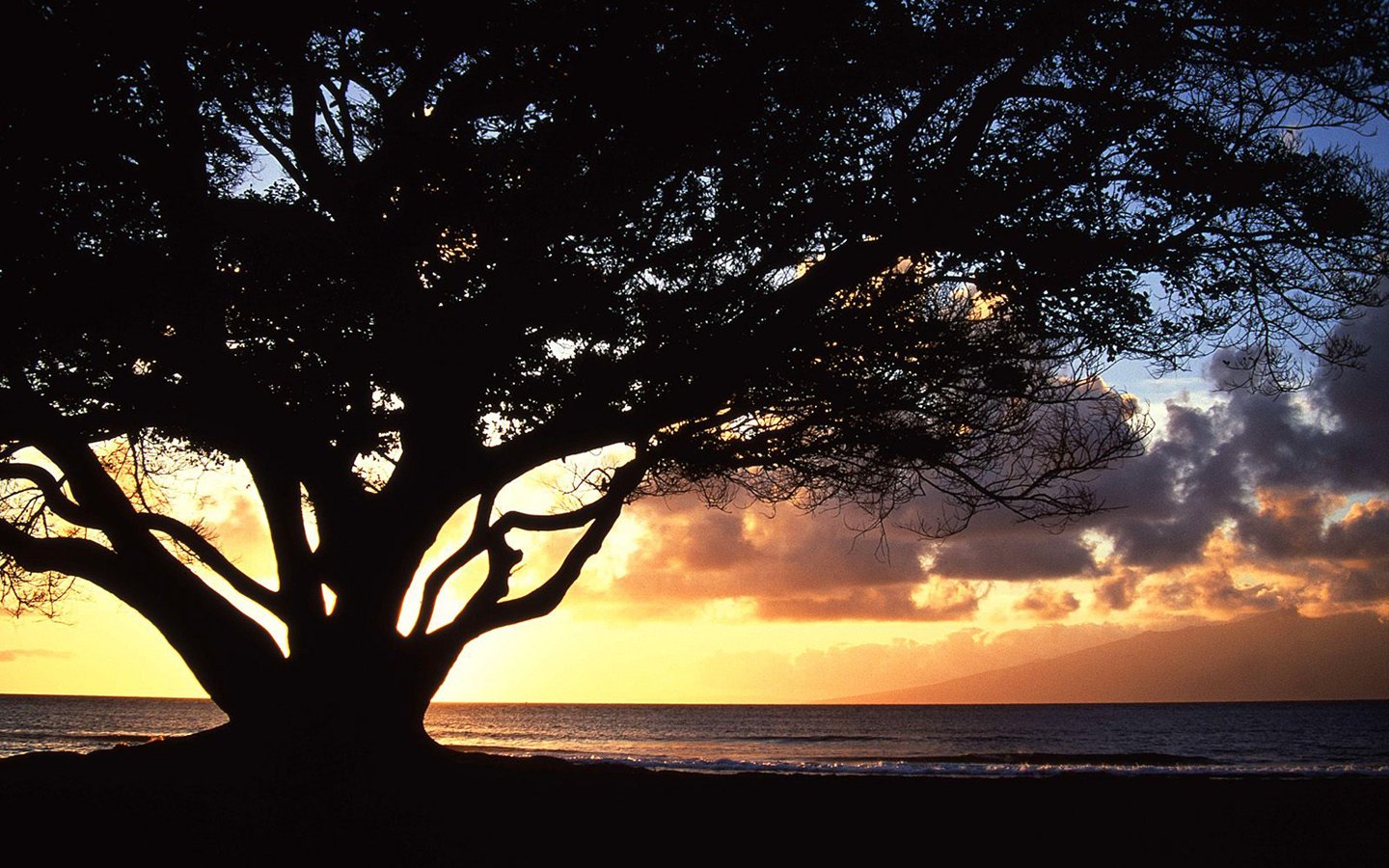 Téléchargez gratuitement l'image Arbre, Terre/nature sur le bureau de votre PC