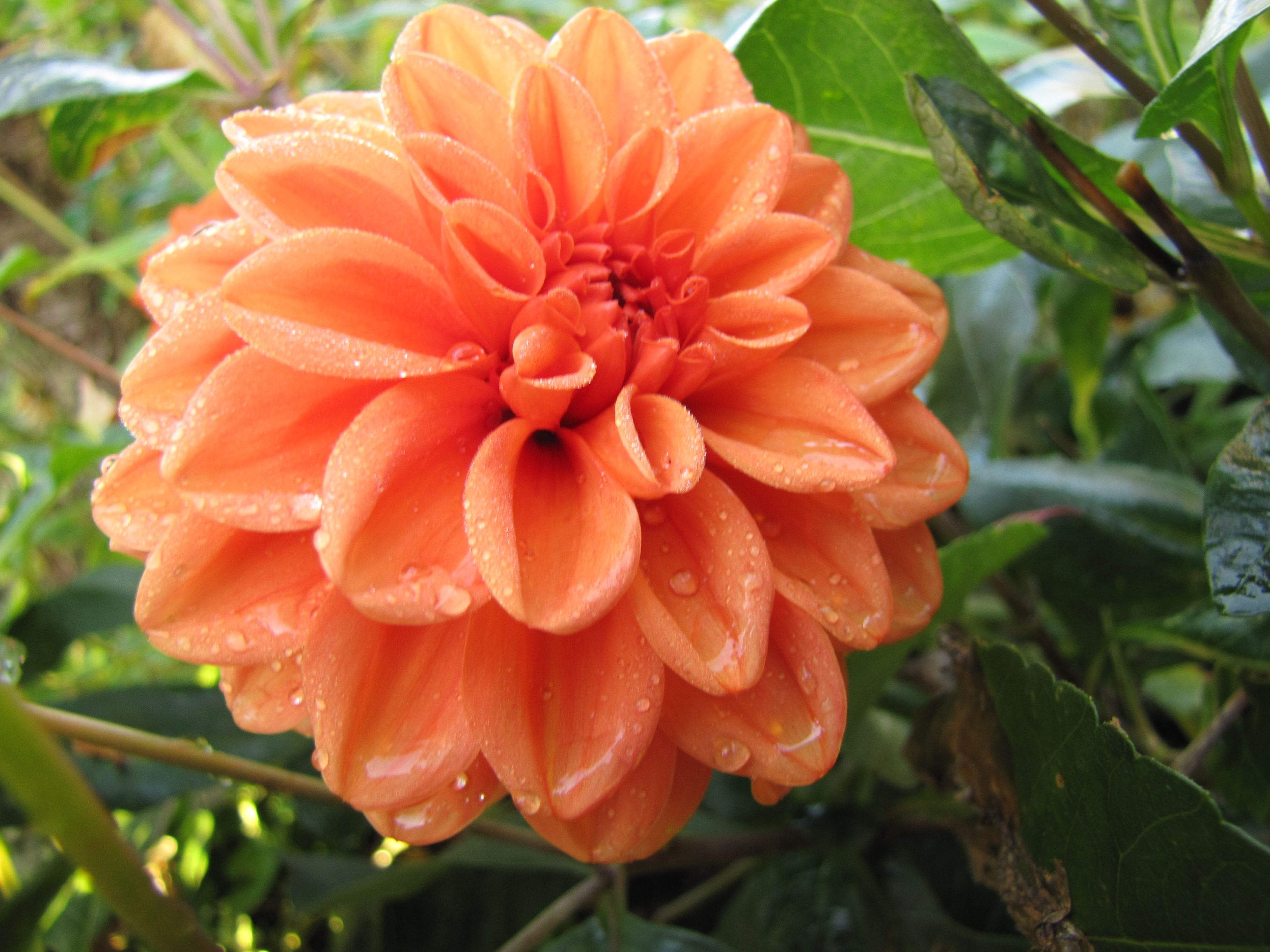 Laden Sie das Blumen, Nahansicht, Dahlien, Erde/natur, Orangene Blume-Bild kostenlos auf Ihren PC-Desktop herunter