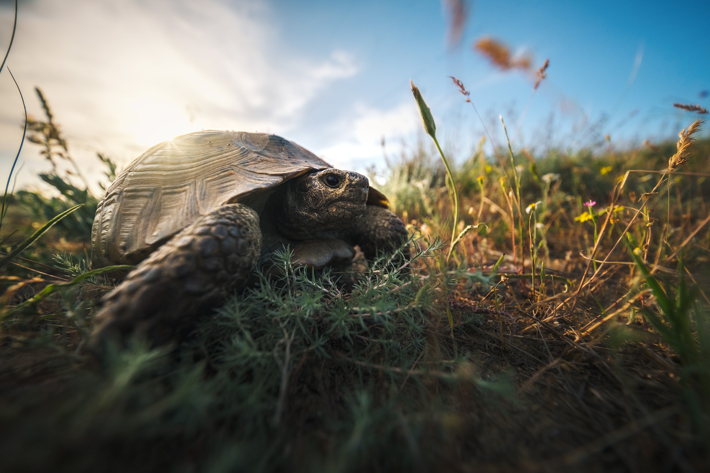 Laden Sie das Tiere, Schildkröten, Landschildkröten-Bild kostenlos auf Ihren PC-Desktop herunter