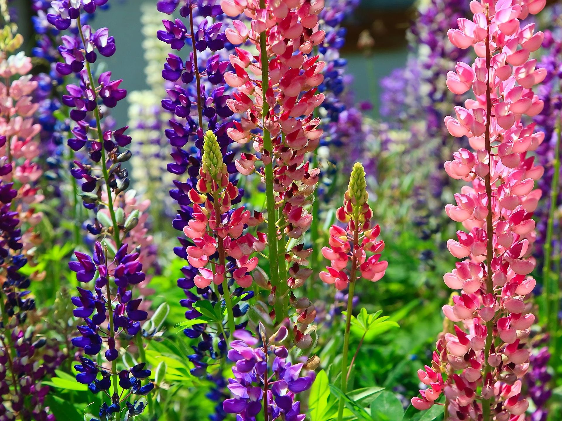 Laden Sie das Blume, Nahansicht, Lupinen, Lila Blume, Erde/natur, Pinke Blume-Bild kostenlos auf Ihren PC-Desktop herunter