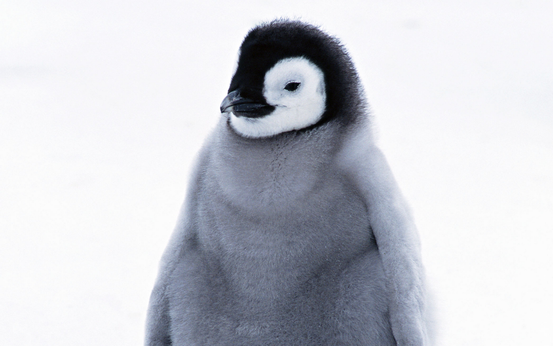 Baixar papel de parede para celular de Animais, Aves, Pinguim gratuito.
