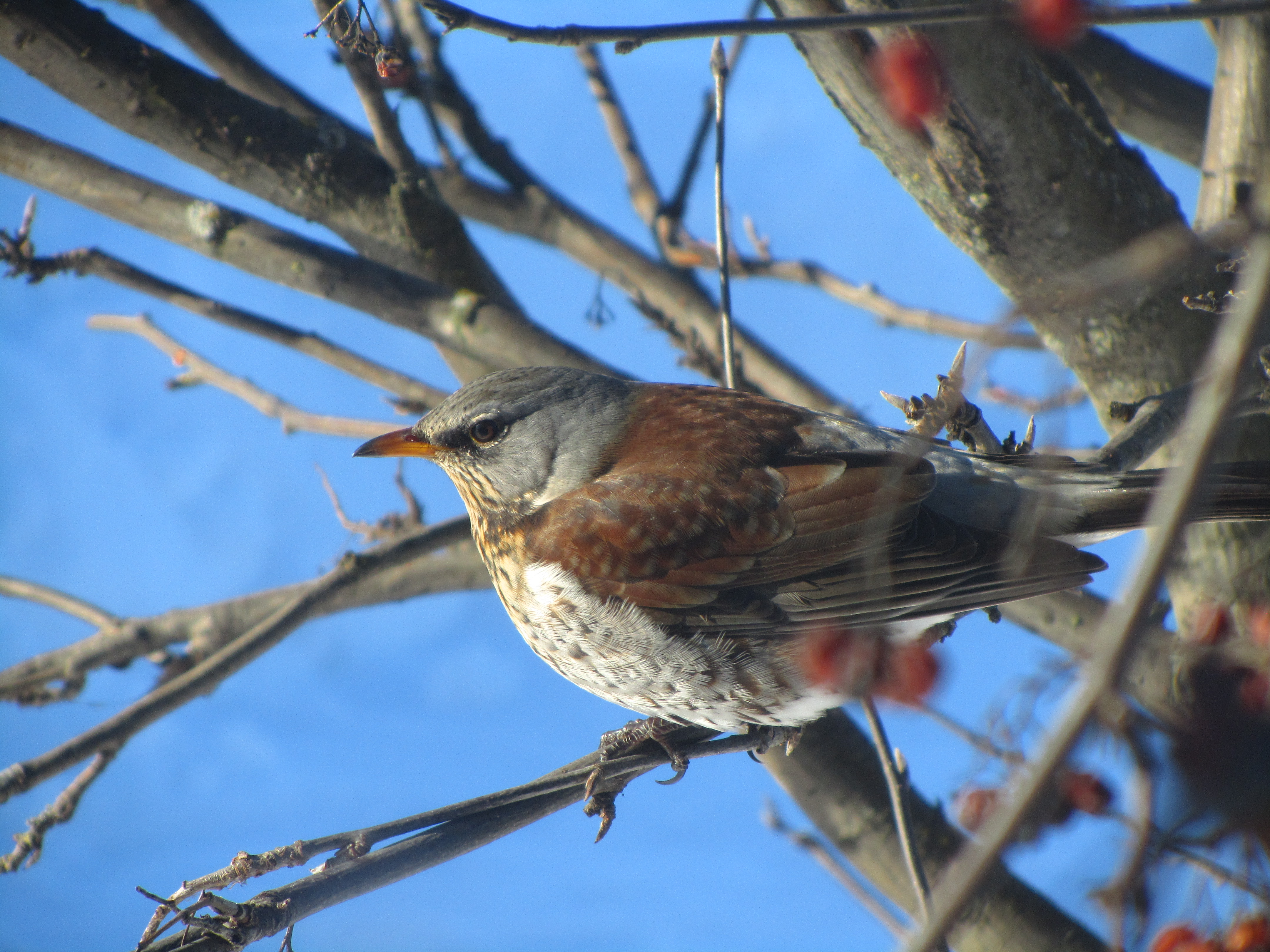 Free download wallpaper Bird, Animal on your PC desktop