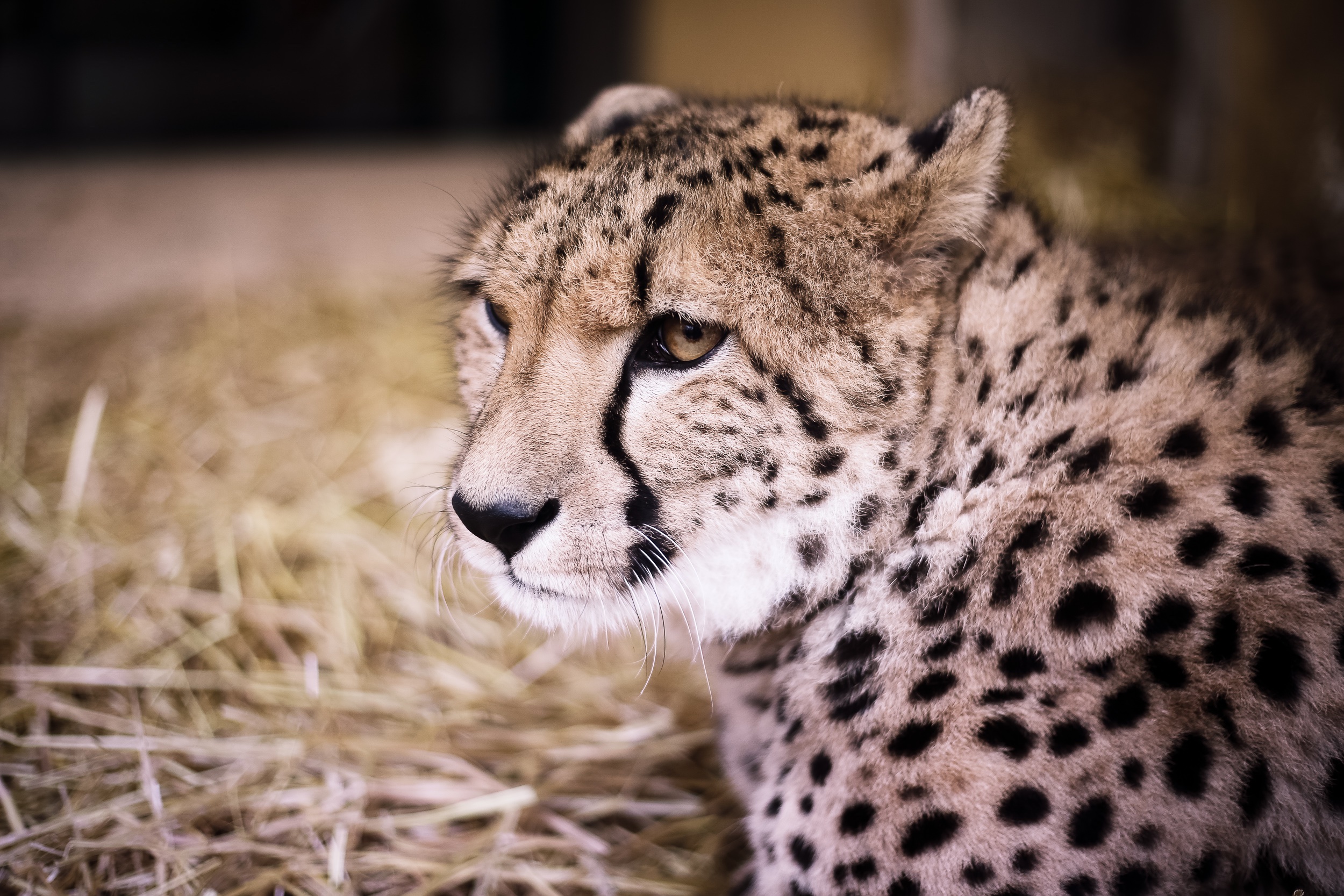 Free download wallpaper Muzzle, Predator, Animals, Cheetah on your PC desktop
