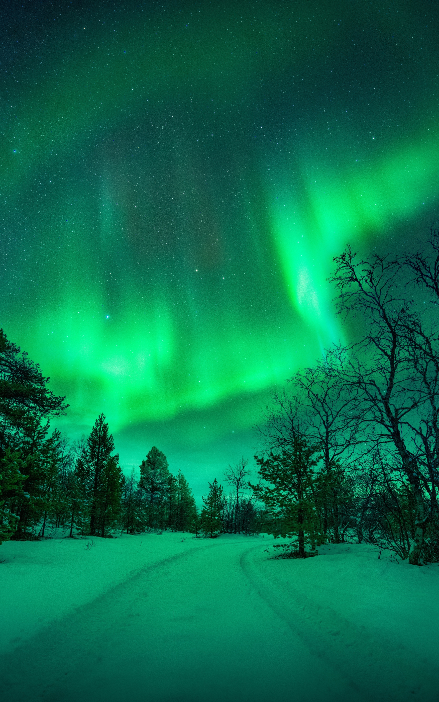 Download mobile wallpaper Winter, Nature, Sky, Night, Snow, Earth, Aurora Borealis for free.