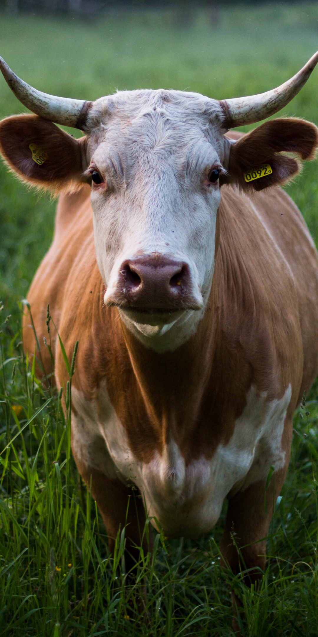 無料モバイル壁紙動物, 草, 牛をダウンロードします。