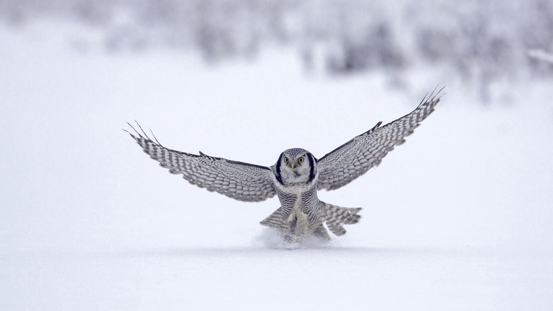 sweep, snow, owl, animals, wings, wave