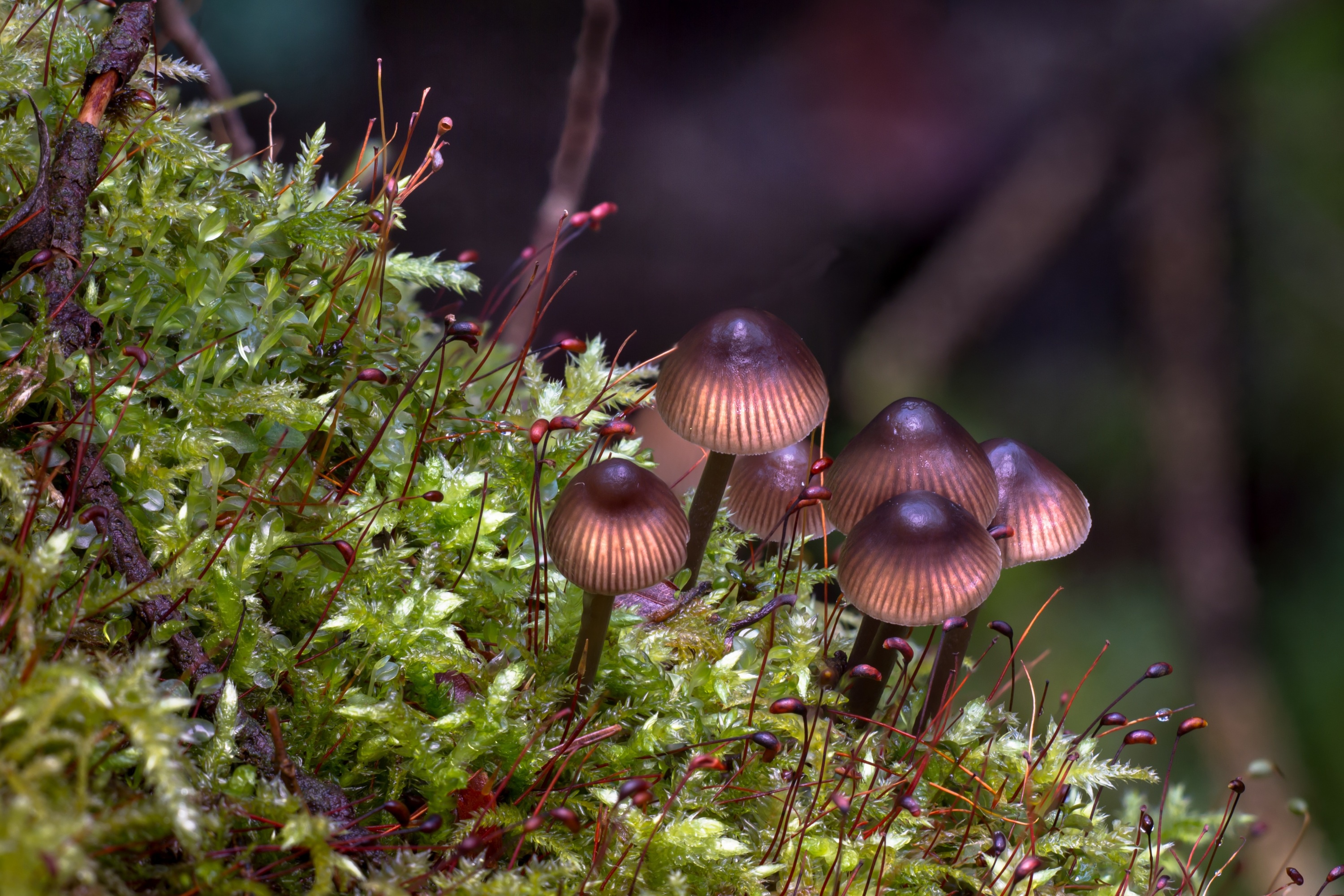 Free download wallpaper Nature, Macro, Earth, Mushroom on your PC desktop