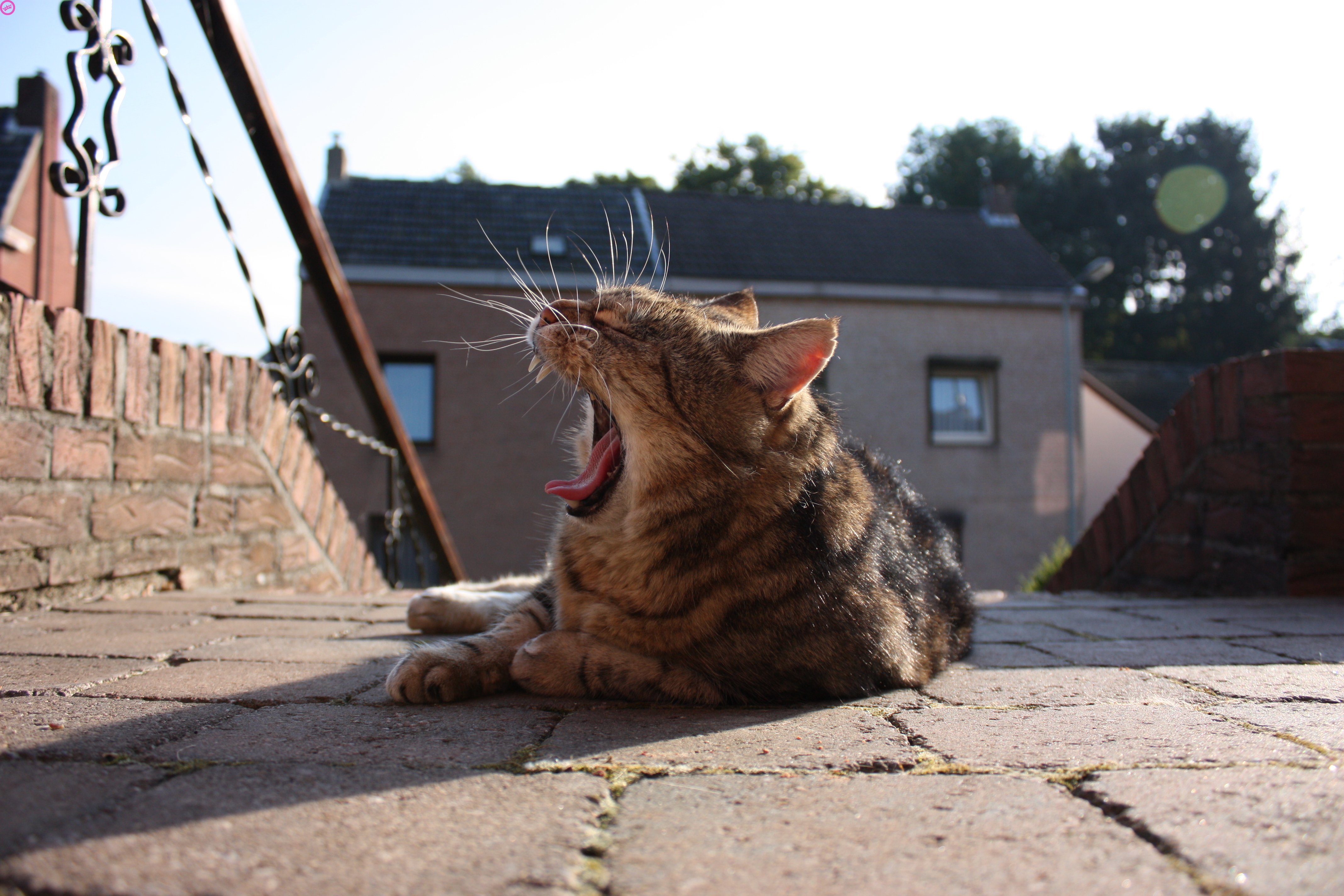 Handy-Wallpaper Tiere, Katzen, Katze kostenlos herunterladen.