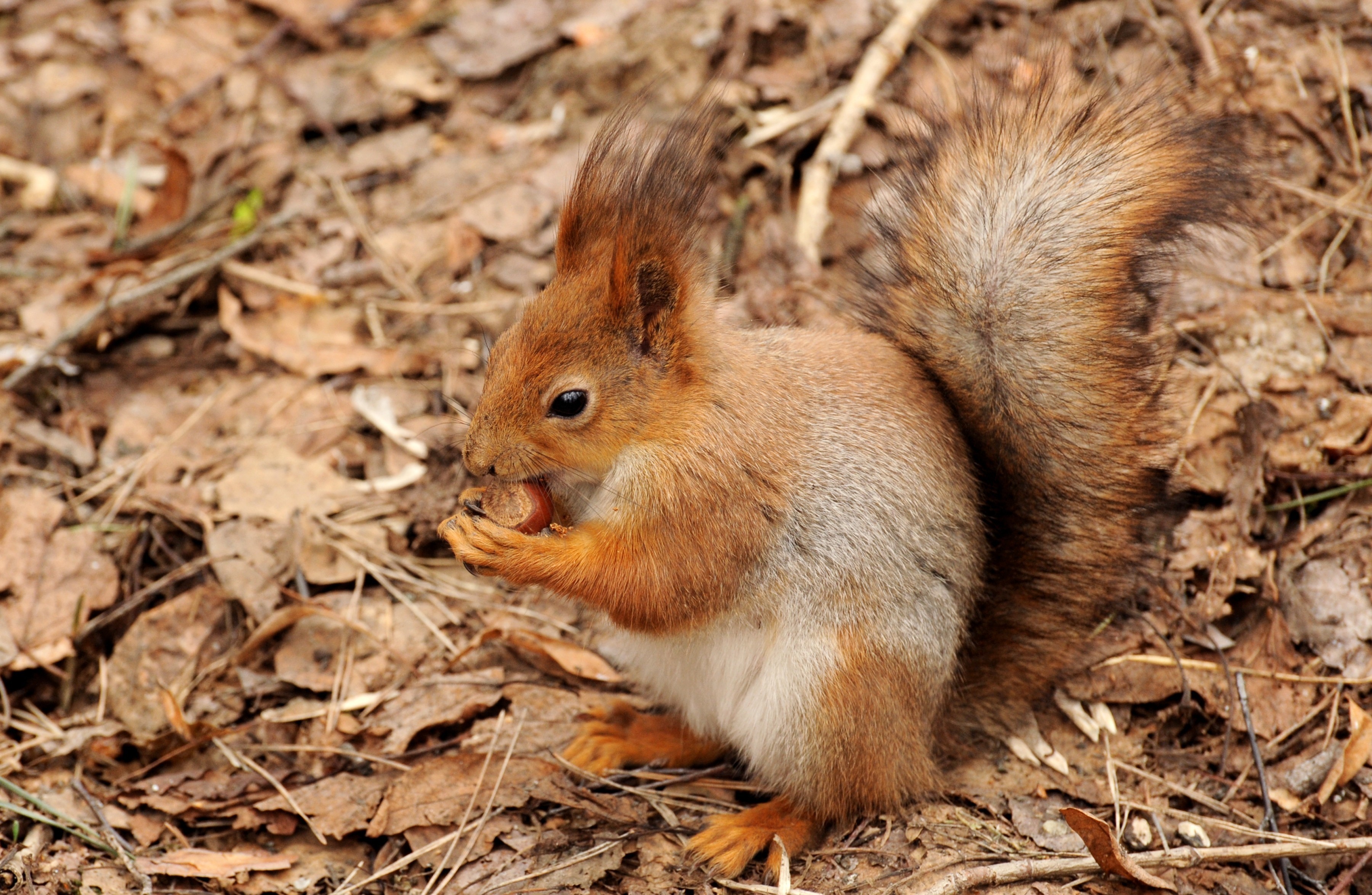 Download mobile wallpaper Squirrel, Animal for free.