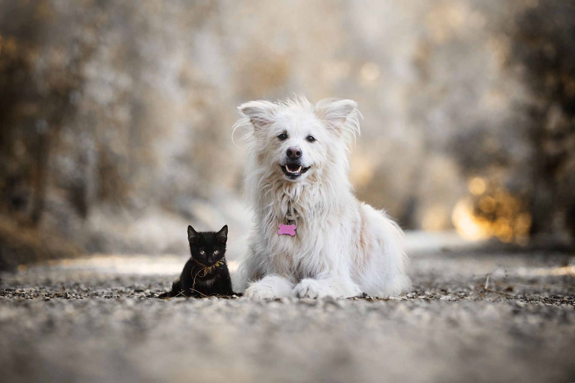 Free download wallpaper Cat, Kitten, Dog, Animal, Baby Animal, Cat & Dog, Depth Of Field on your PC desktop