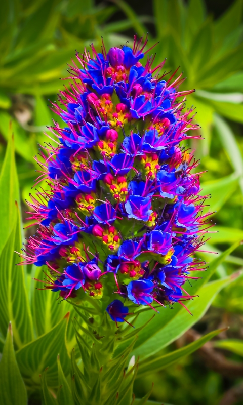 1141482 descargar fondo de pantalla tierra/naturaleza, flor, exótico, flor azul, flores: protectores de pantalla e imágenes gratis