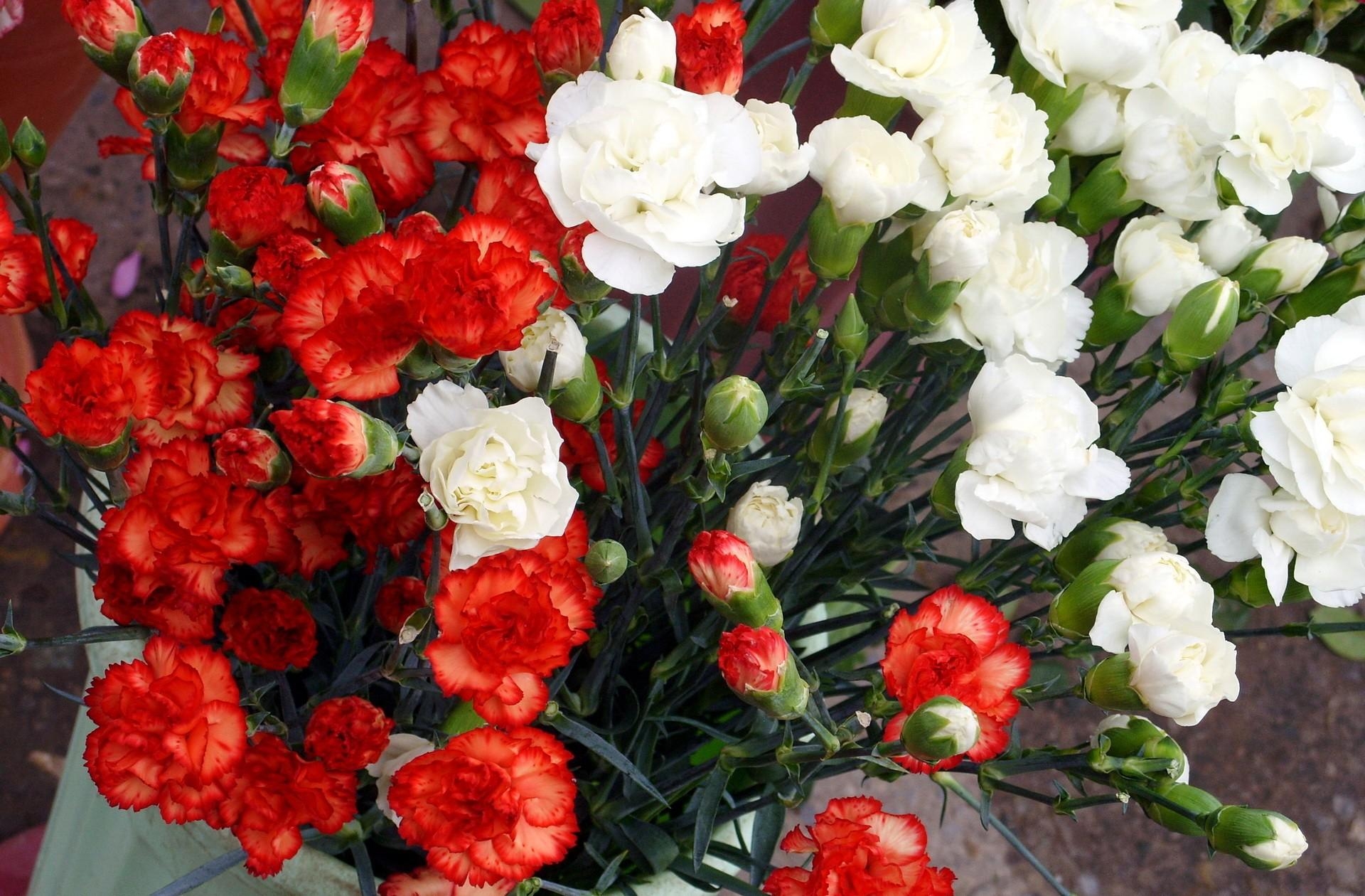 Download mobile wallpaper Carnations, Lot, Flowers for free.