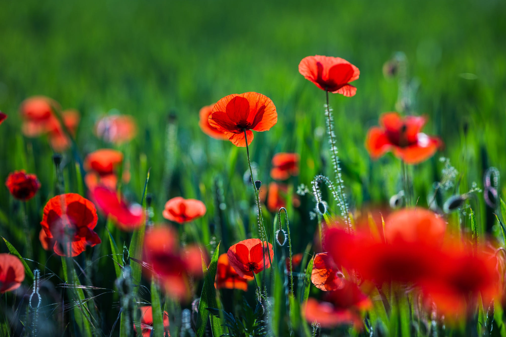 Téléchargez gratuitement l'image Fleurs, Coquelicot, Fleur Rouge, Terre/nature sur le bureau de votre PC