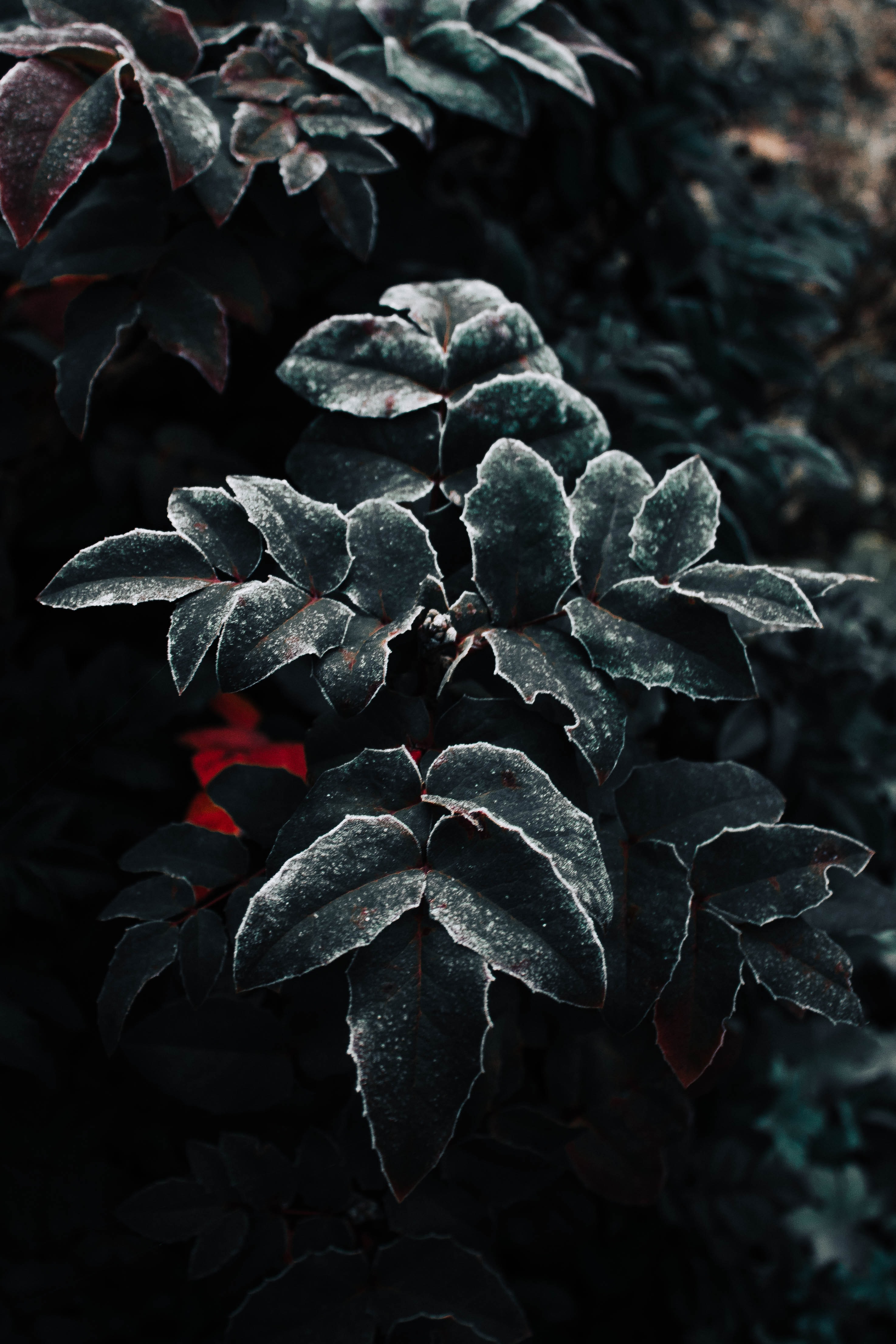 leaves, plant, macro, frost, hoarfrost 4K