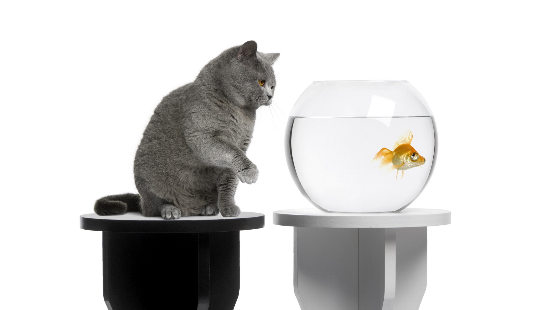 261269 завантажити картинку золота рибка, тварина, кішка, риба, коти - шпалери і заставки безкоштовно