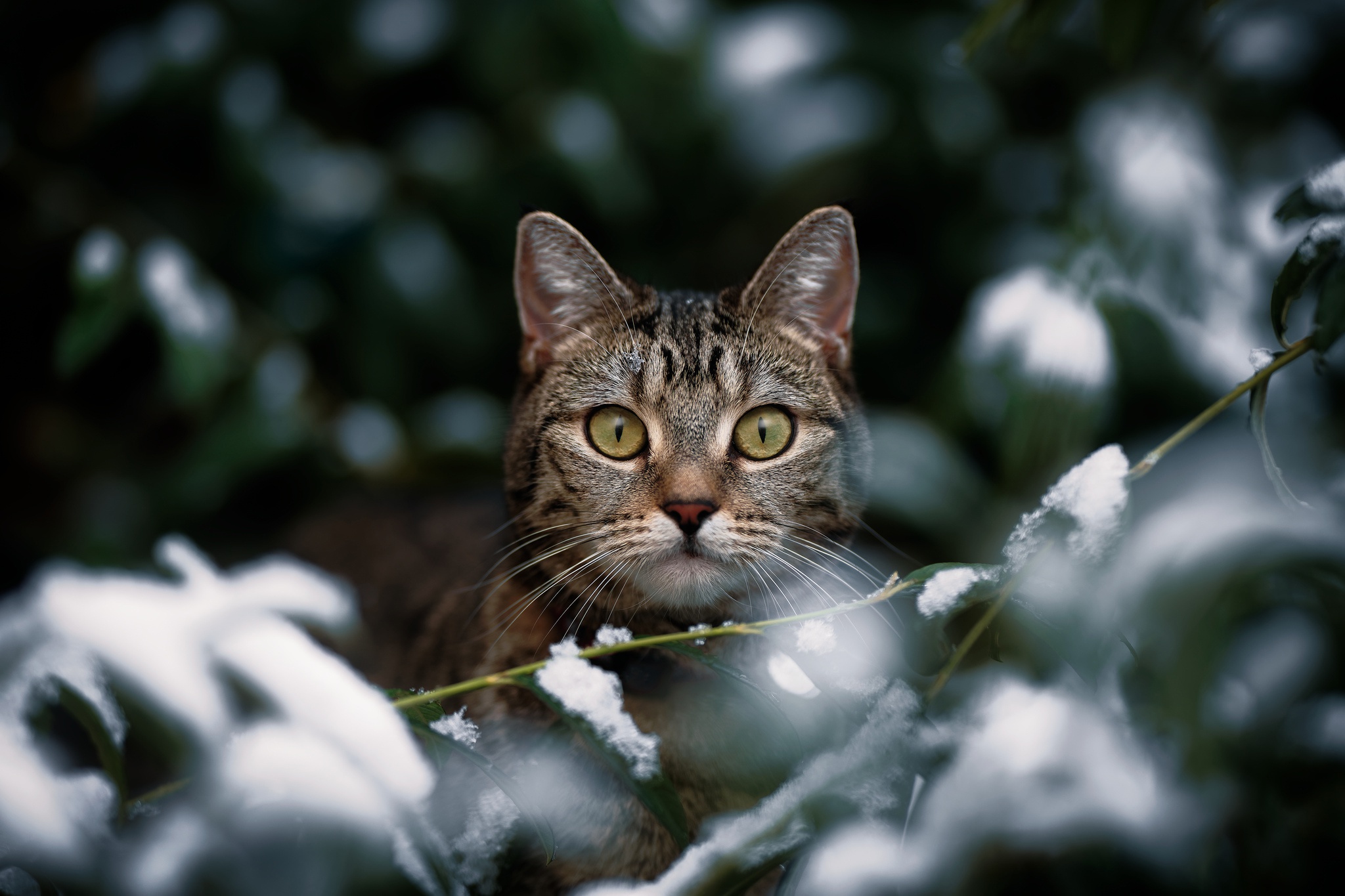 Handy-Wallpaper Tiere, Katzen, Katze, Starren kostenlos herunterladen.