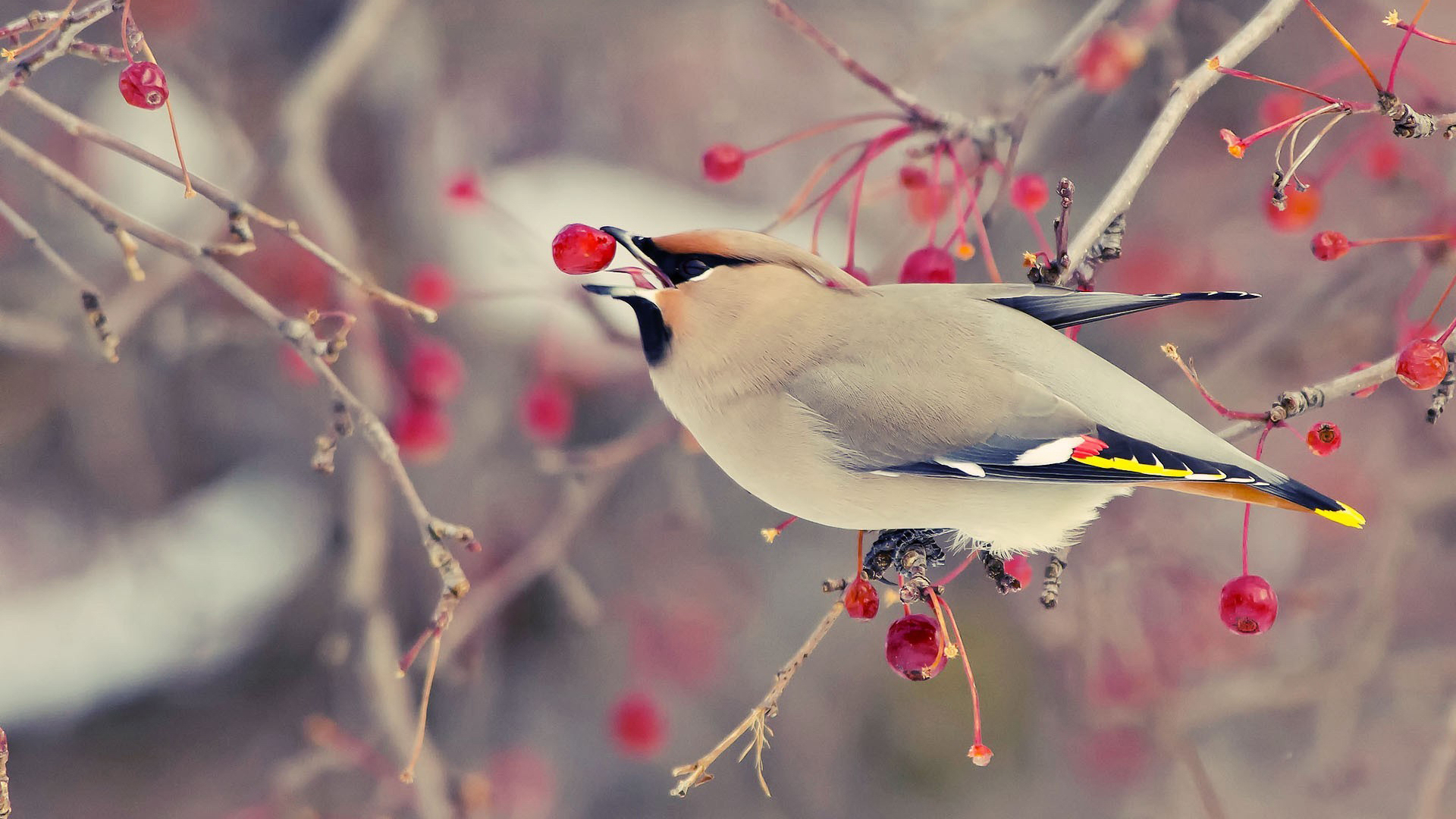 Download mobile wallpaper Animal, Waxwing for free.