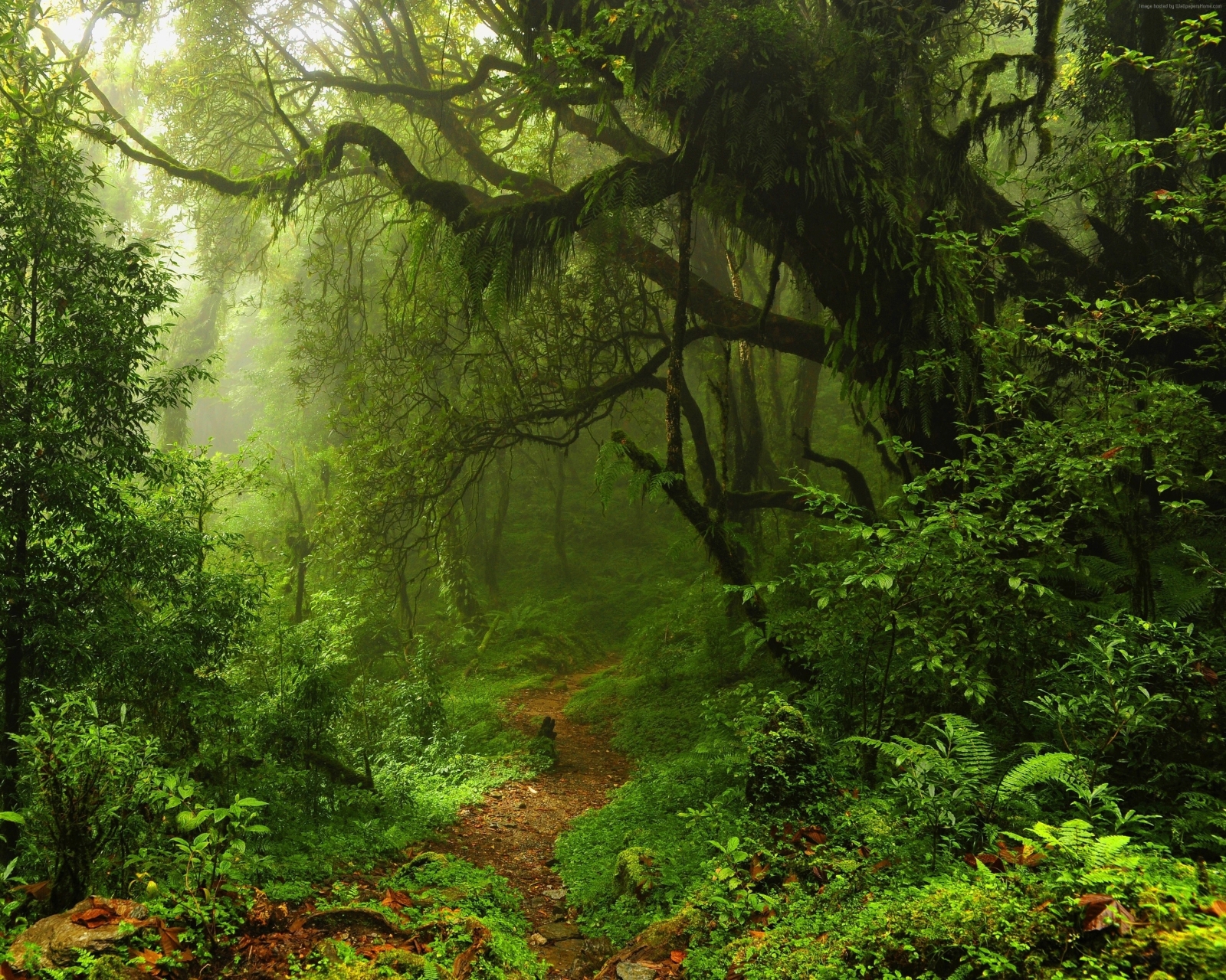 Téléchargez gratuitement l'image Forêt, Arbre, Chemin, Mousse, La Nature, Terre/nature sur le bureau de votre PC