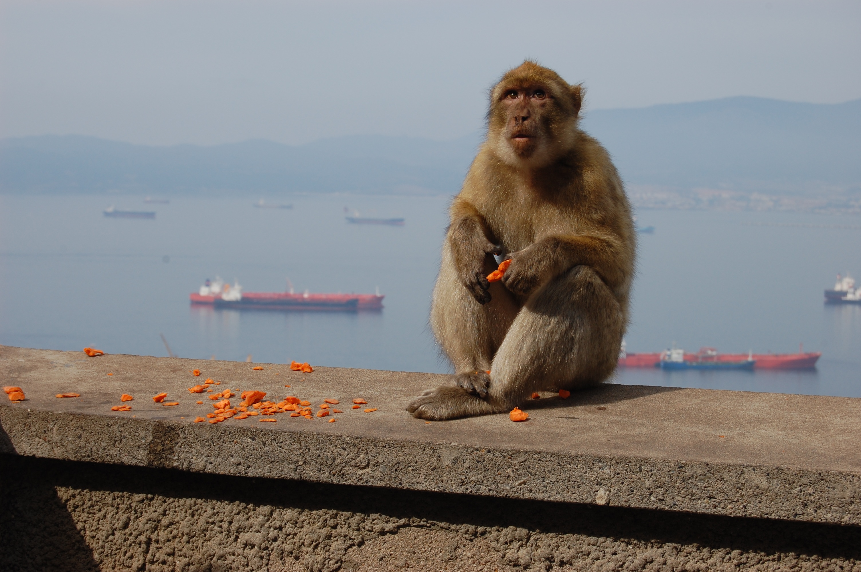 Téléchargez gratuitement l'image Animaux, Singes, Singe sur le bureau de votre PC