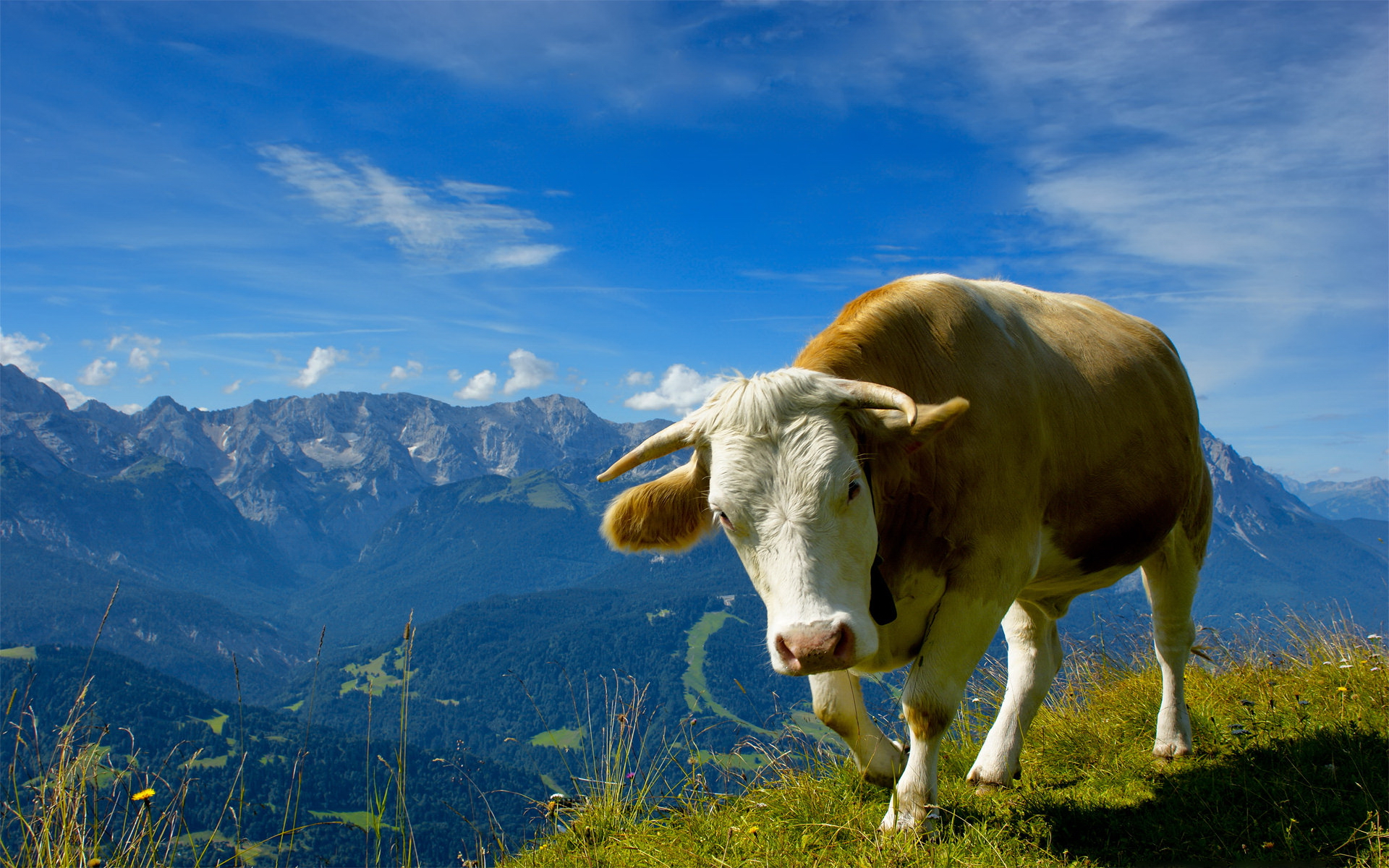 Téléchargez des papiers peints mobile Animaux, Vache gratuitement.