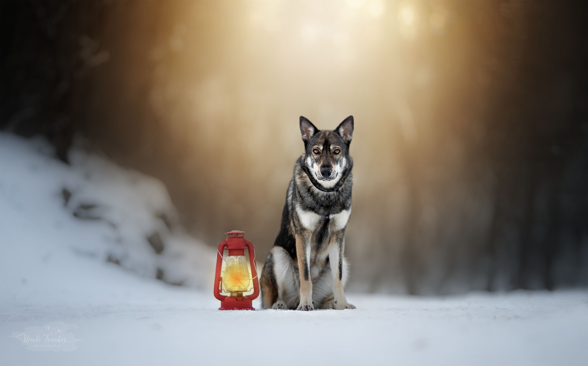 Baixe gratuitamente a imagem Animais, Inverno, Cães, Cão, Lanterna, Profundidade De Campo, Cão Lobo na área de trabalho do seu PC